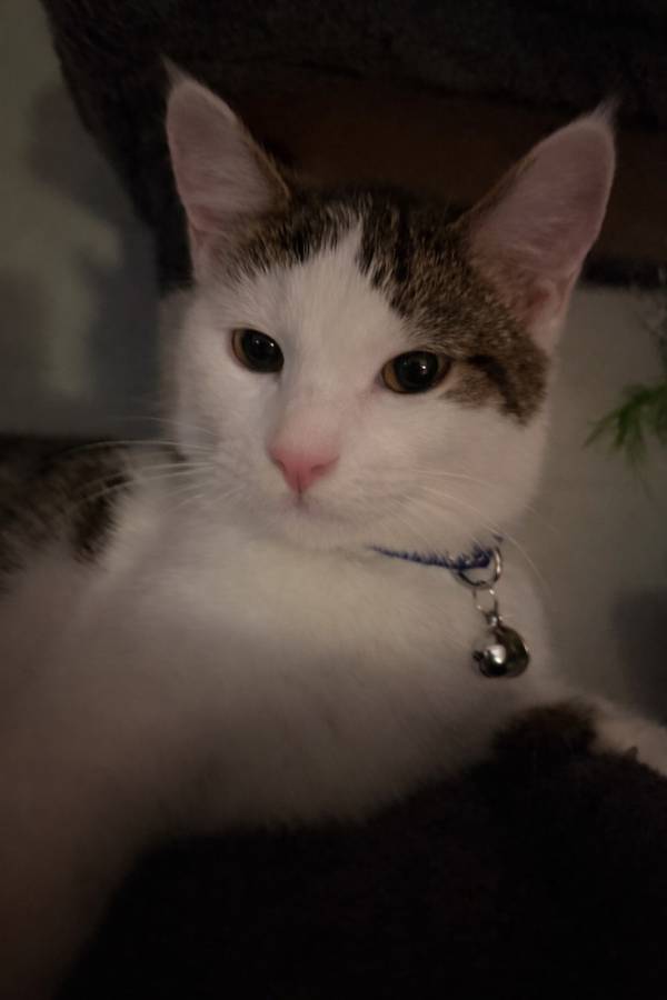 Kittens free to good home image 1