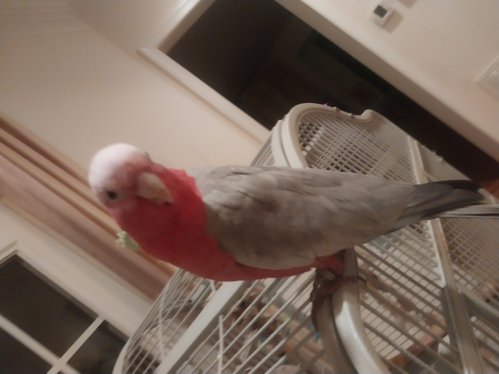 Rose Breasted Cockatoo image 5