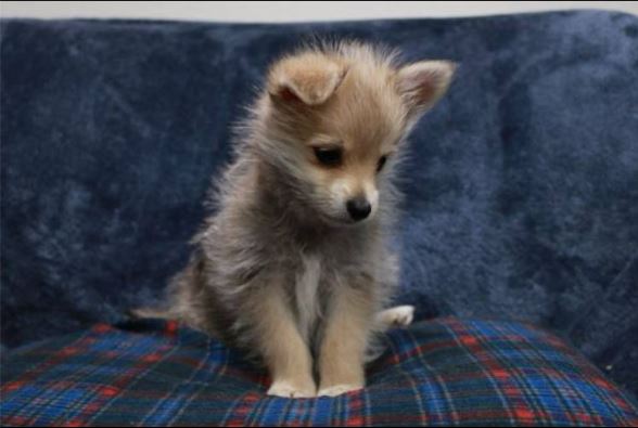 Pomeranian/Yorkie mix puppies image 3