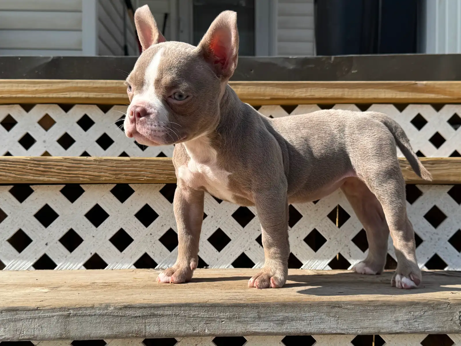 Adorable Nano Bulldog Puppy – Blue Eyes image 4