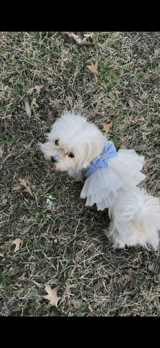 Female Maltese image 2