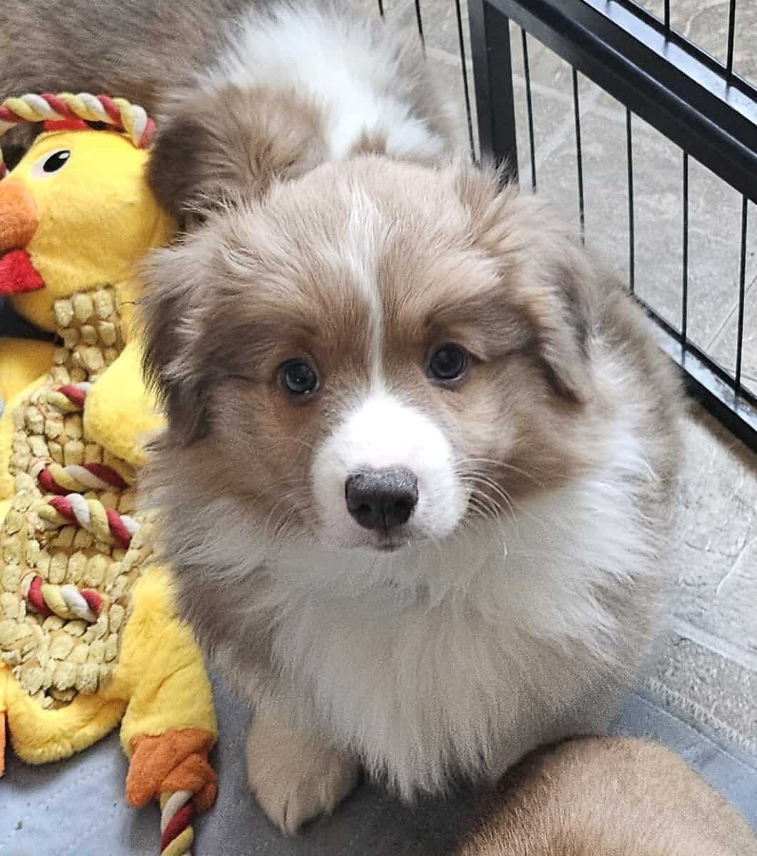 ACA Pembroke Welsh Corgi puppies image 1