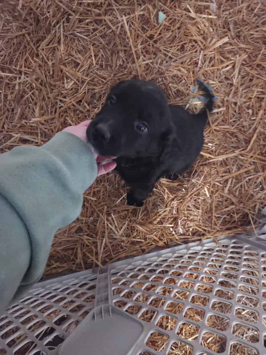 9 week old puppy image 3