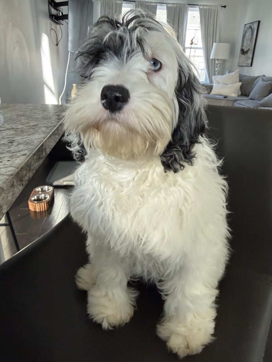 Moxzii is a Cockapoo girl puppy image 6
