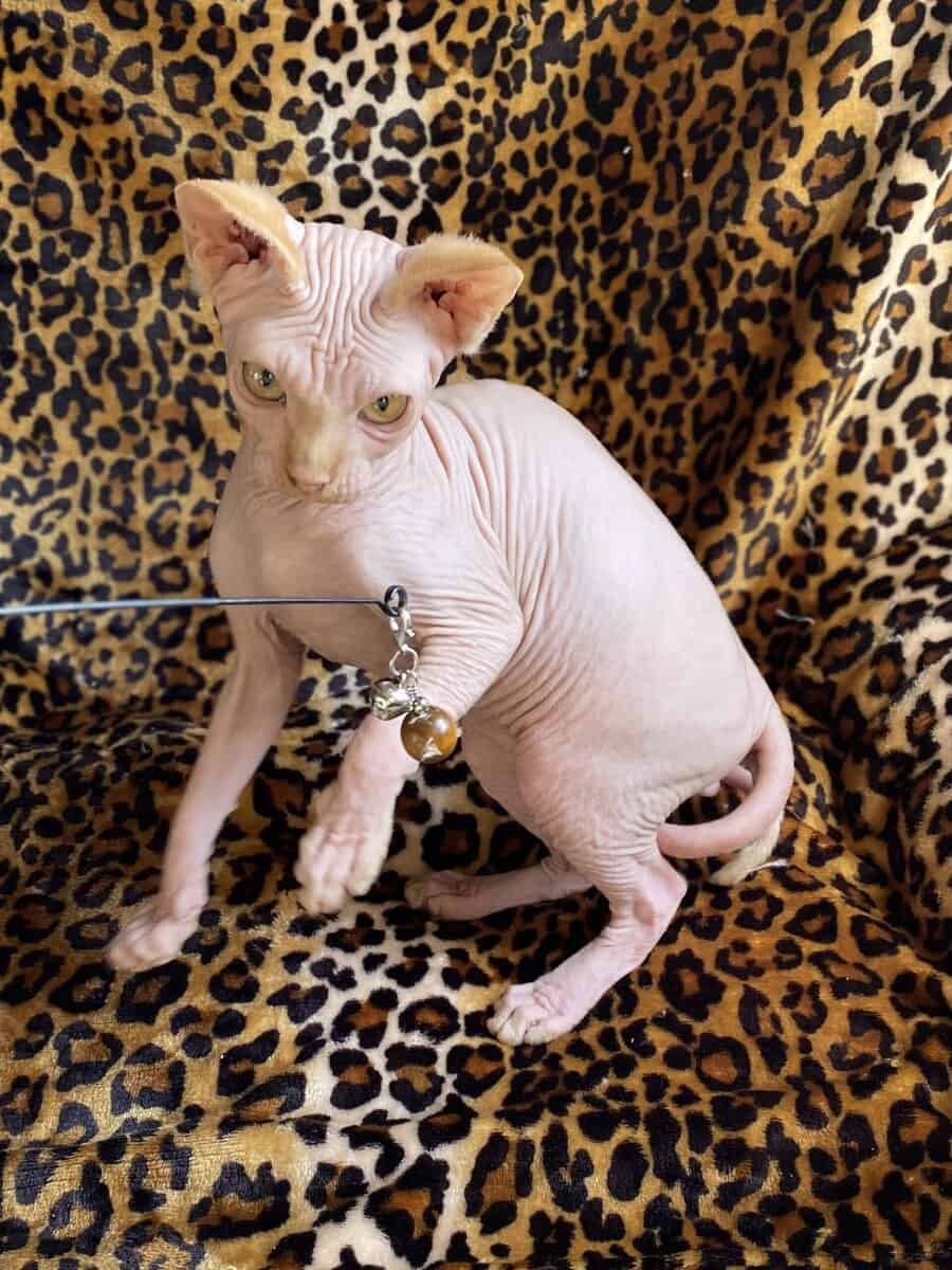 Beautiful red Sphynx very spoiled ready now image 1