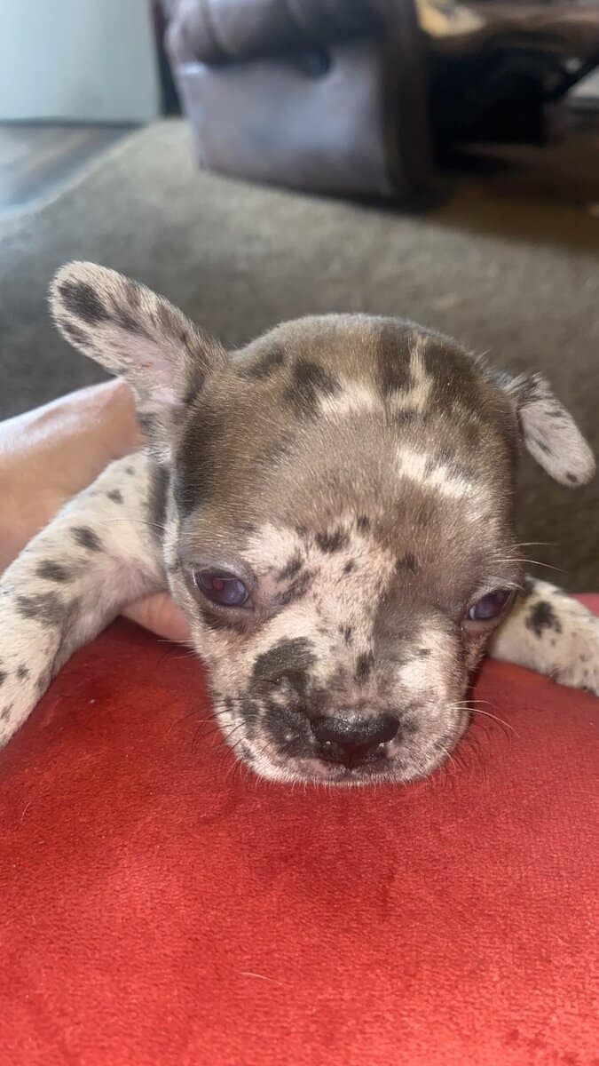 French Bulldog image 8