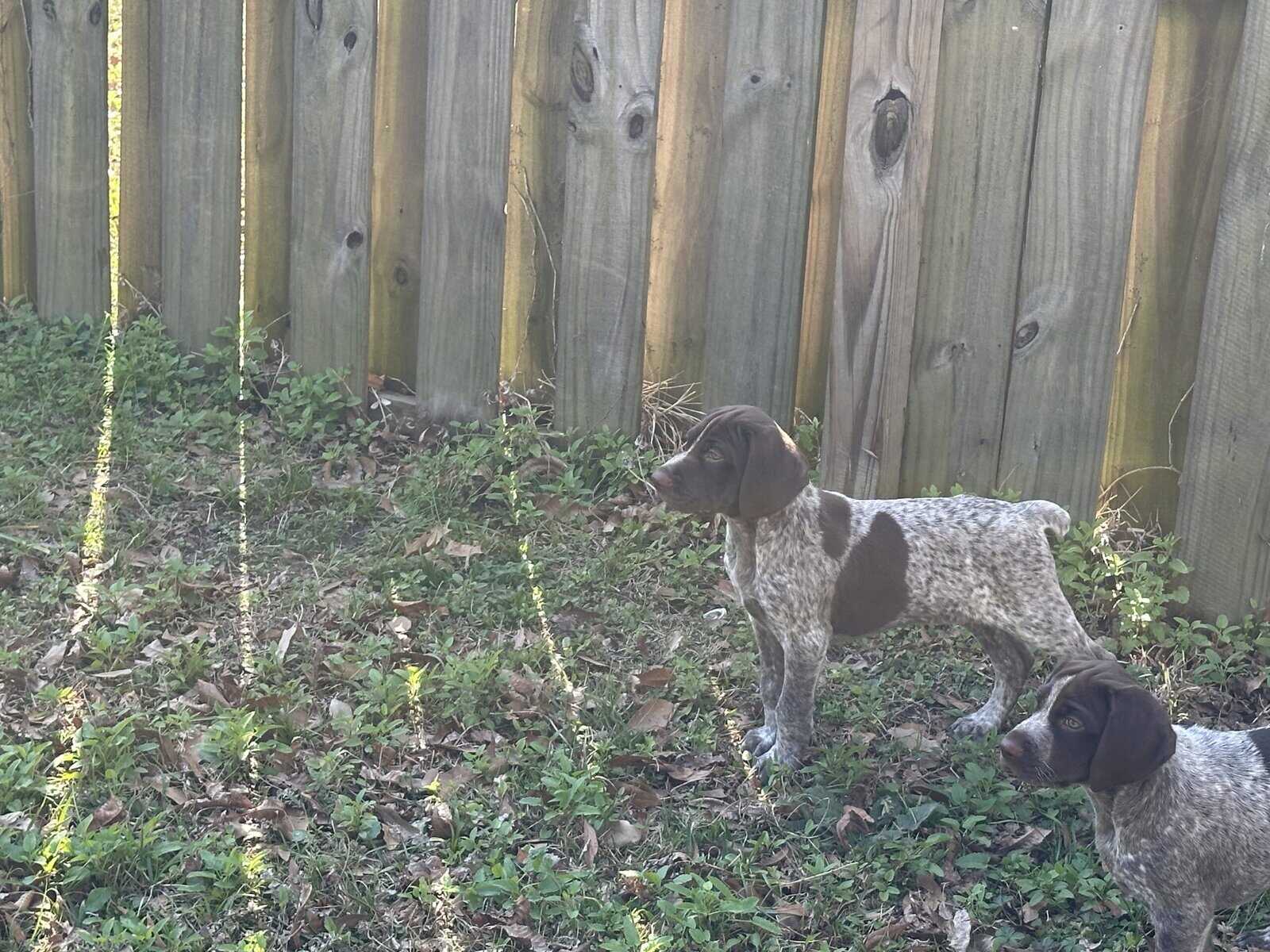 AKC GSP Big Boy image 6