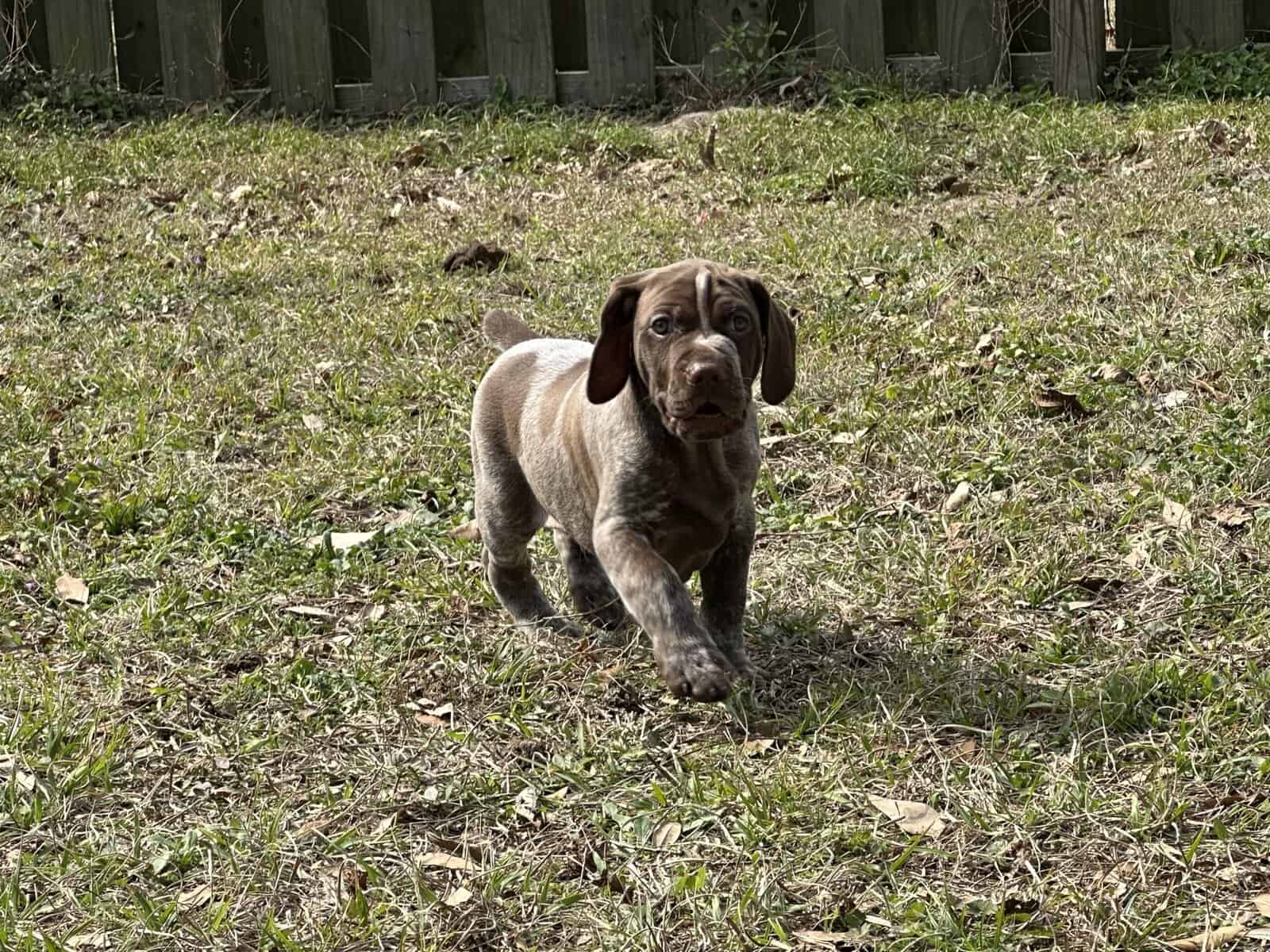 AKC GSP Little Boy image 1
