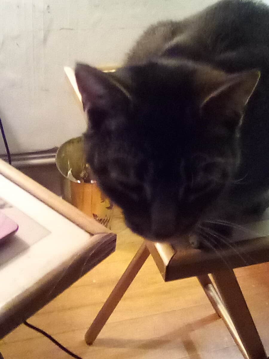Cats Need Loving New Home image 1