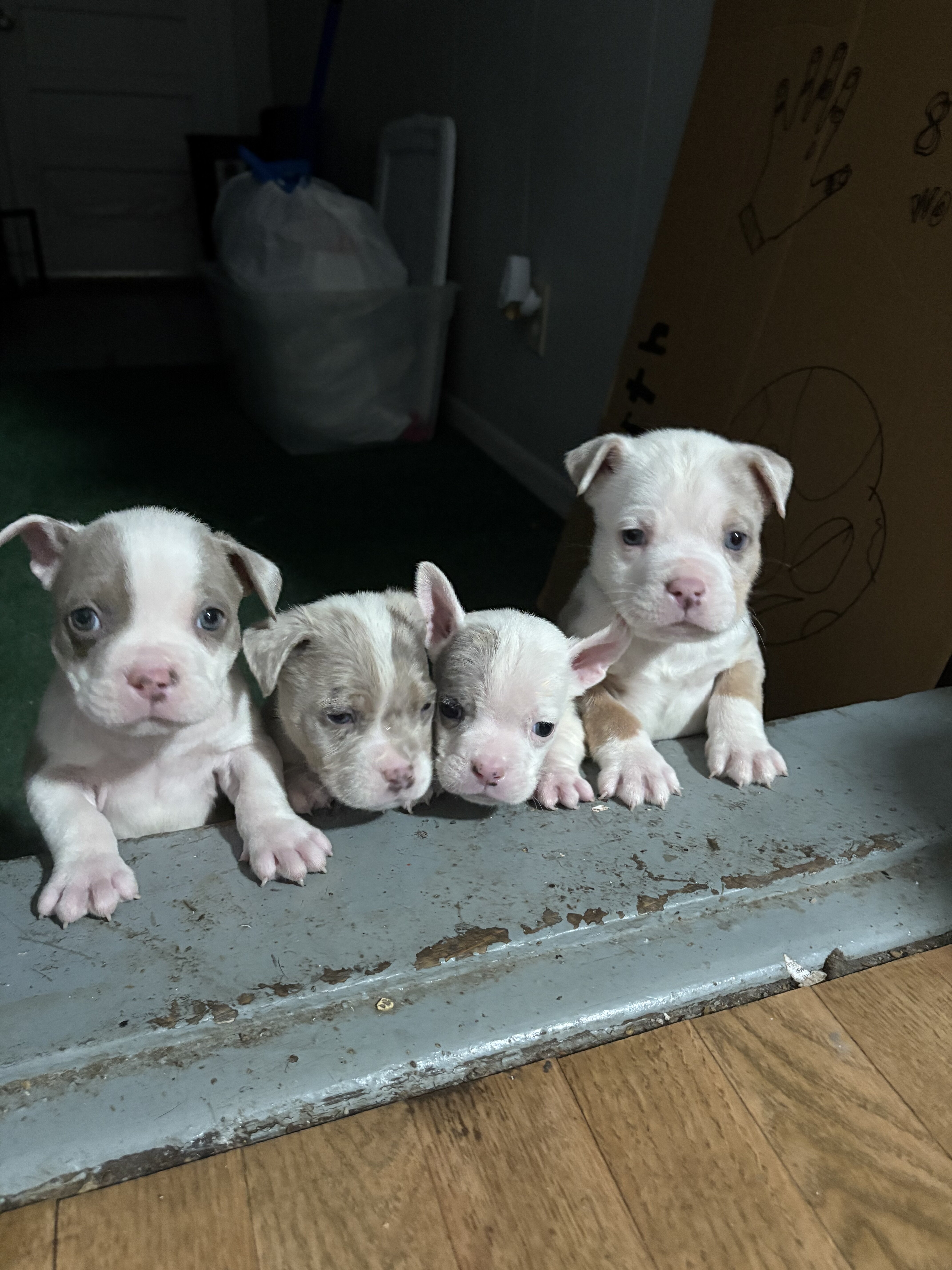 American Bully Pups image 6