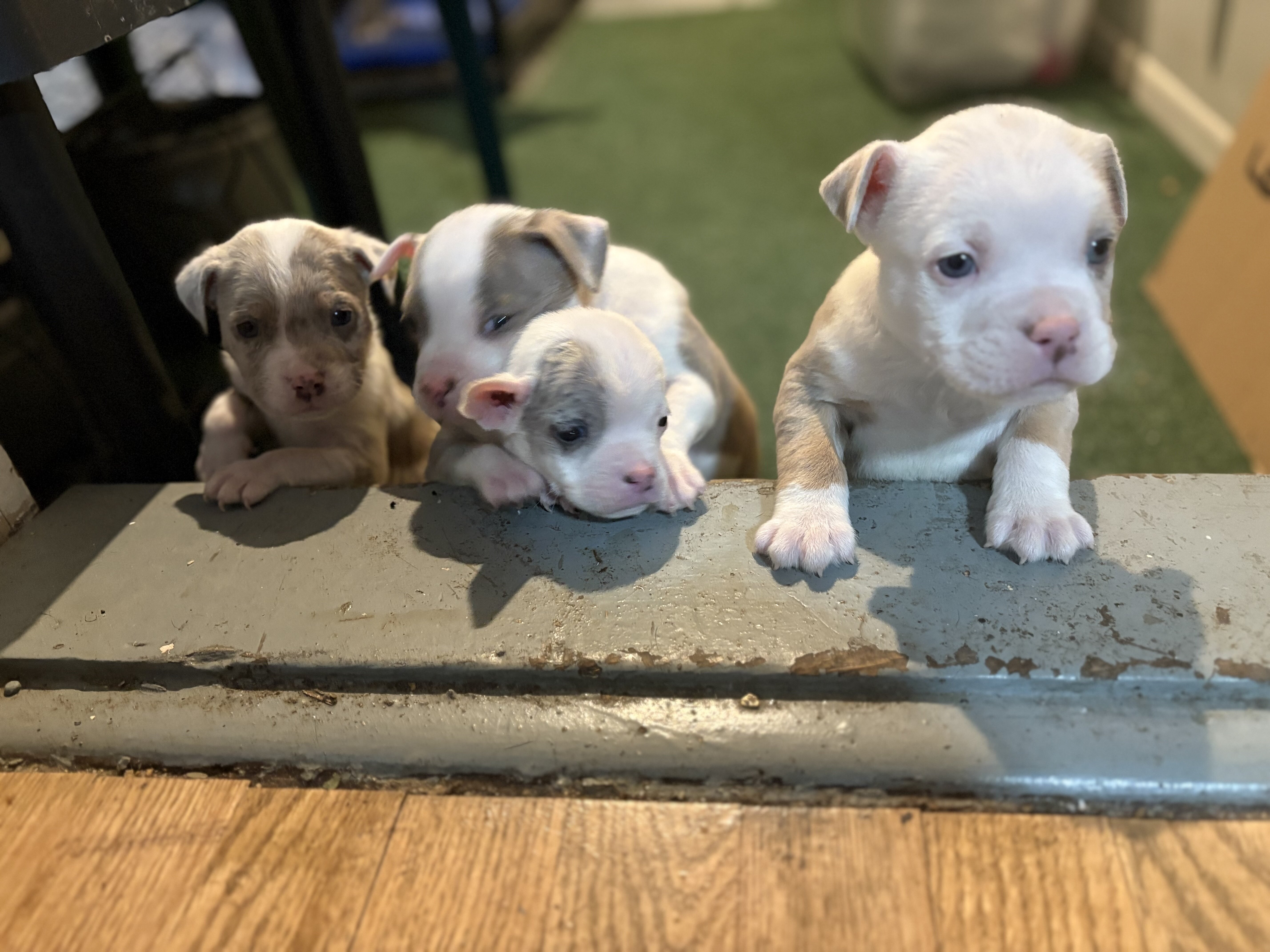 American Bully Pups image 5