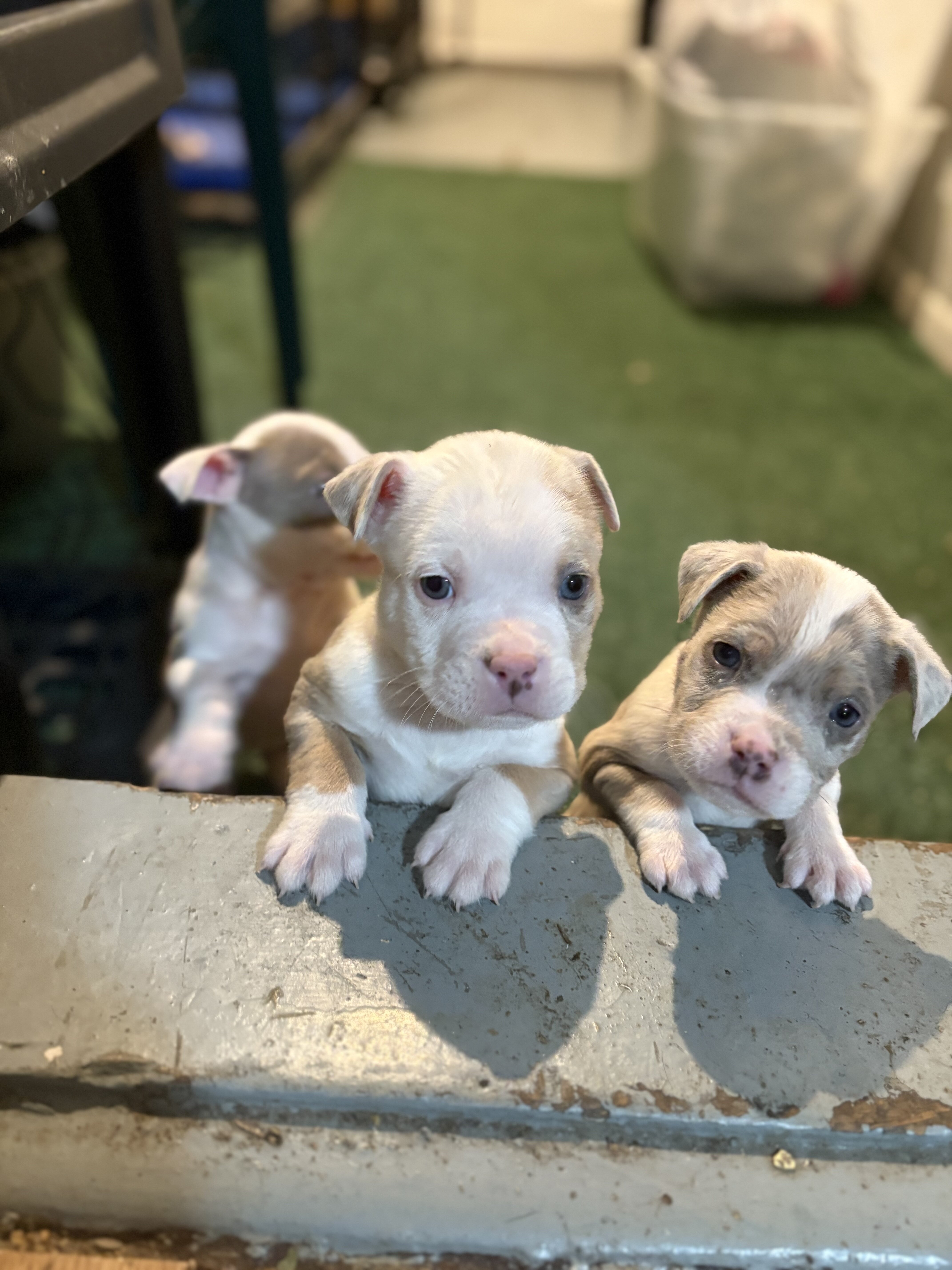 American Bully Pups image 4