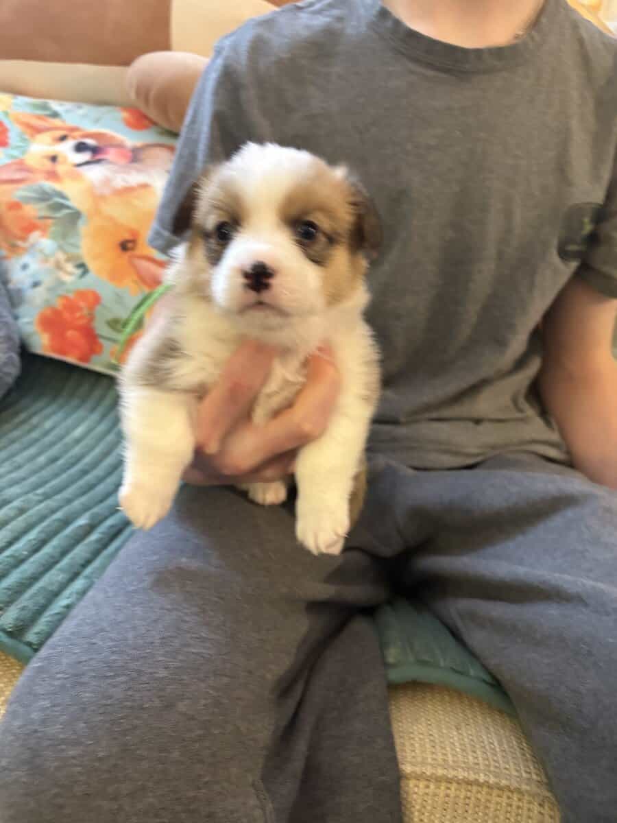 Pembroke welsh corgi pups image 1
