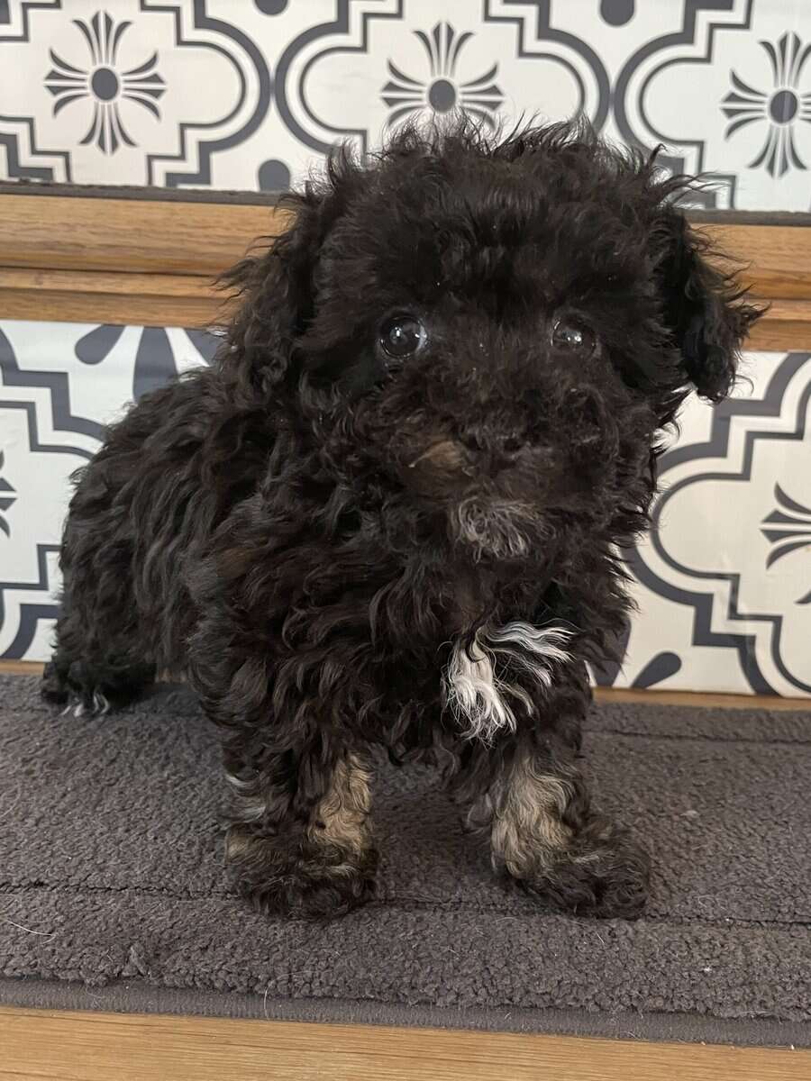 Adorable Havanese Puppies image 4