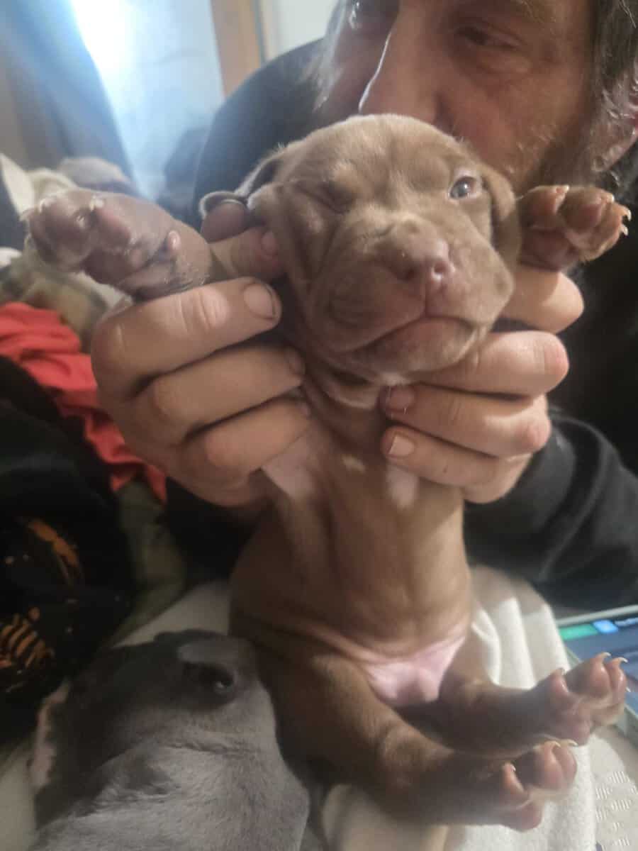 Blue Red nose mastiff puppies image 5