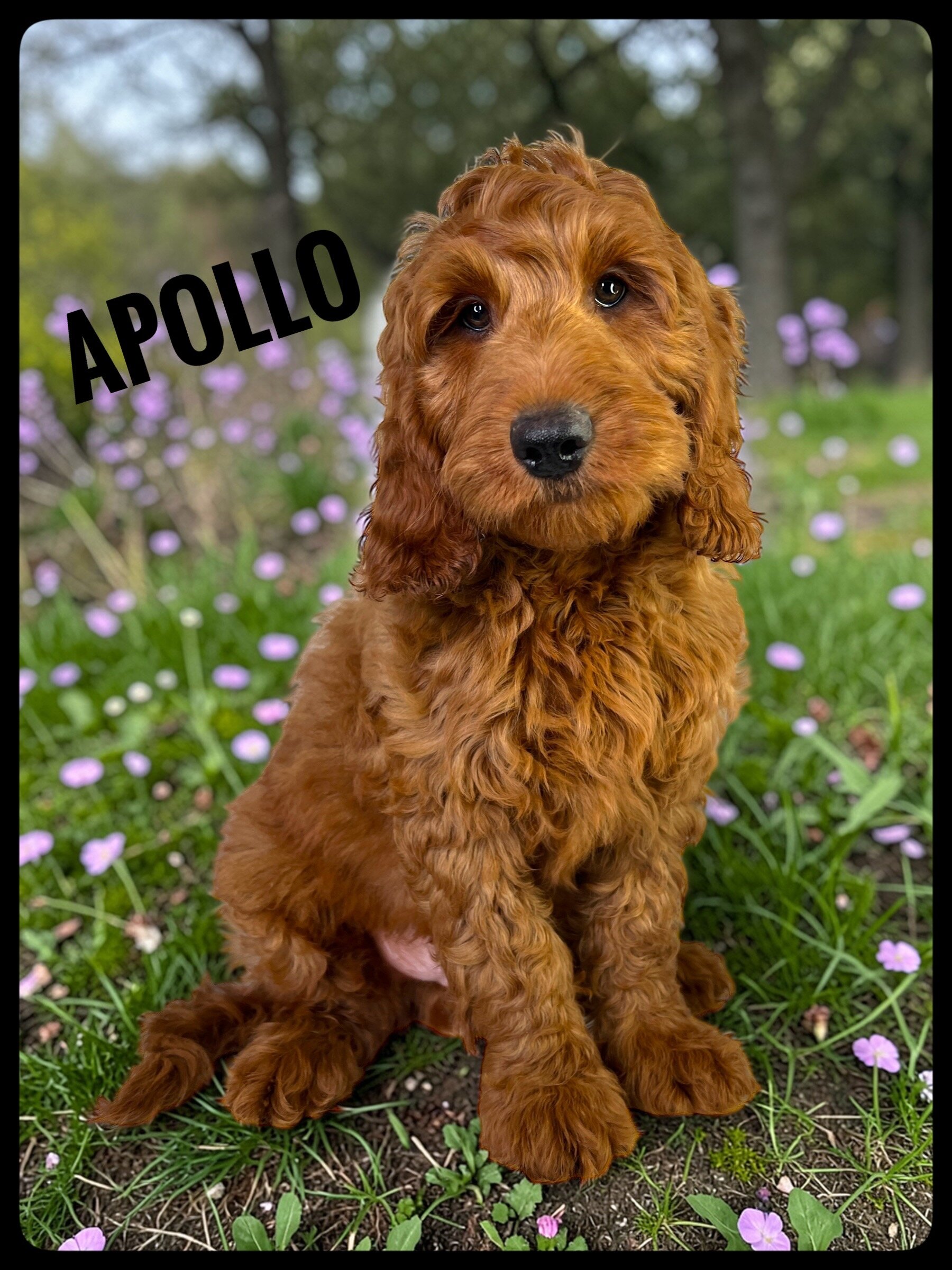 Apollo - F1b Goldendoodle image 2