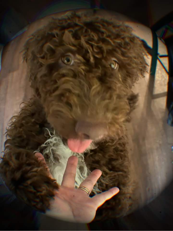 Rehoming Goldendoodle image 1