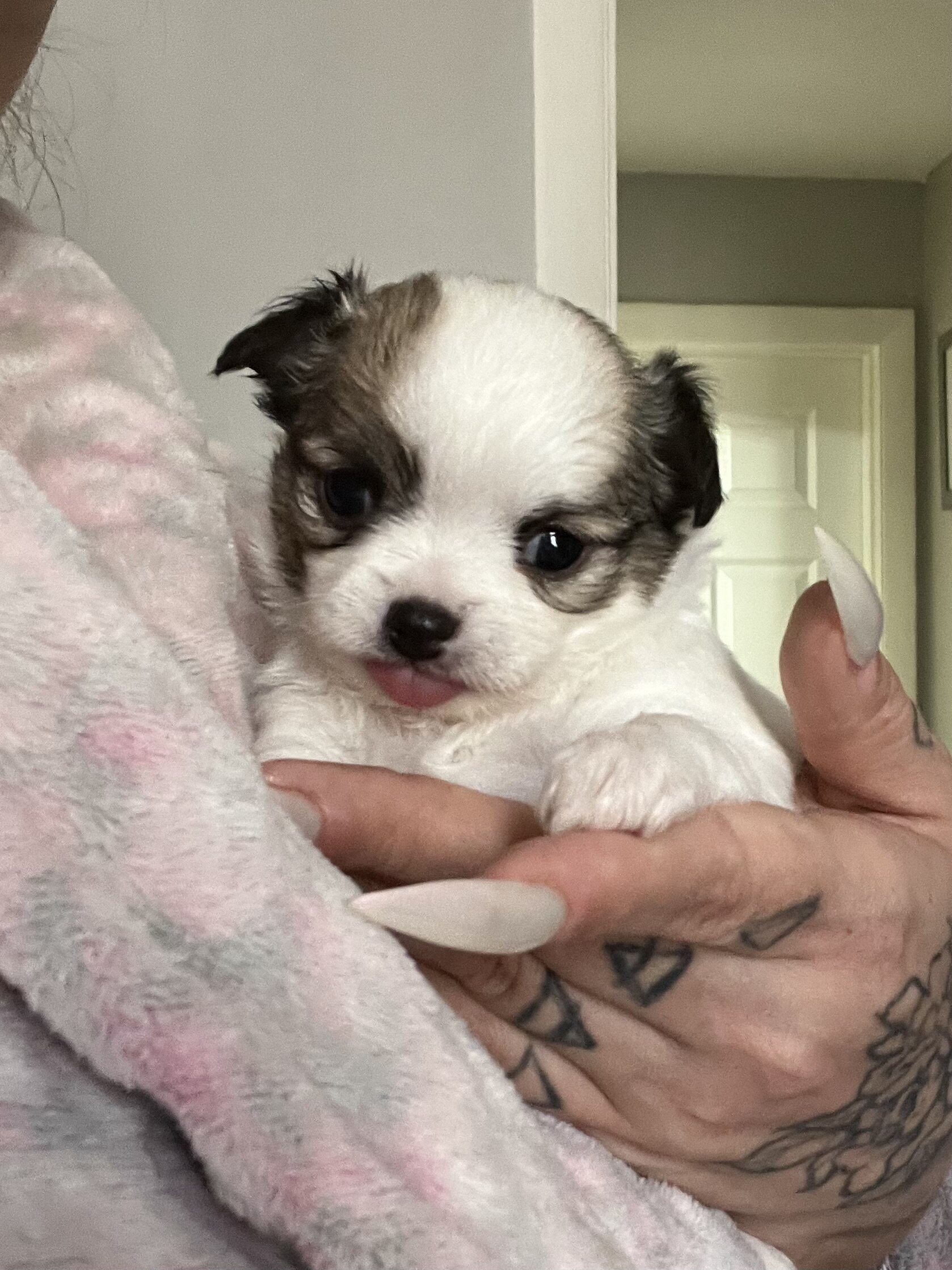Chihuahua puppies image 7