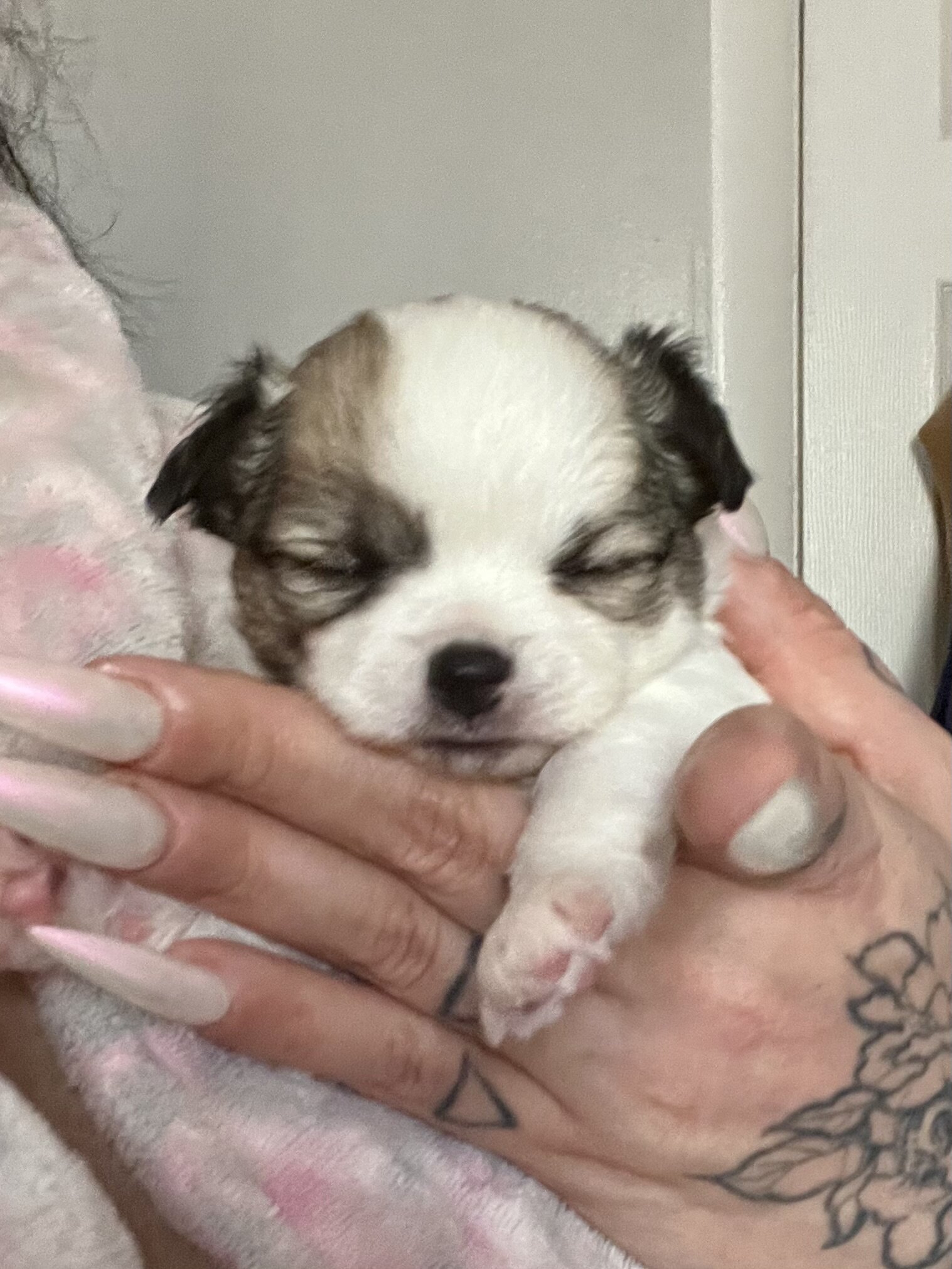 Chihuahua puppies image 6