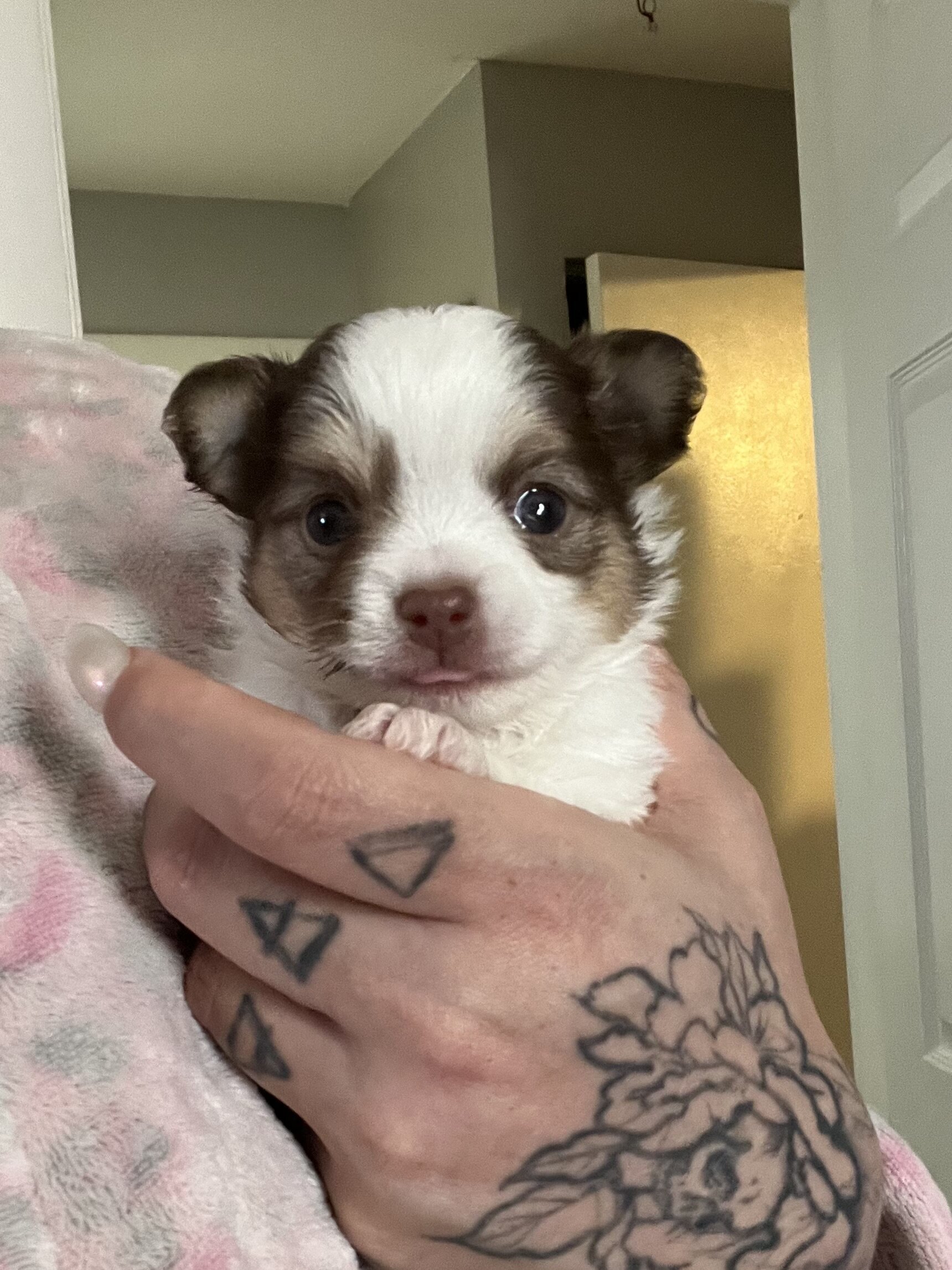 Chihuahua puppies image 5