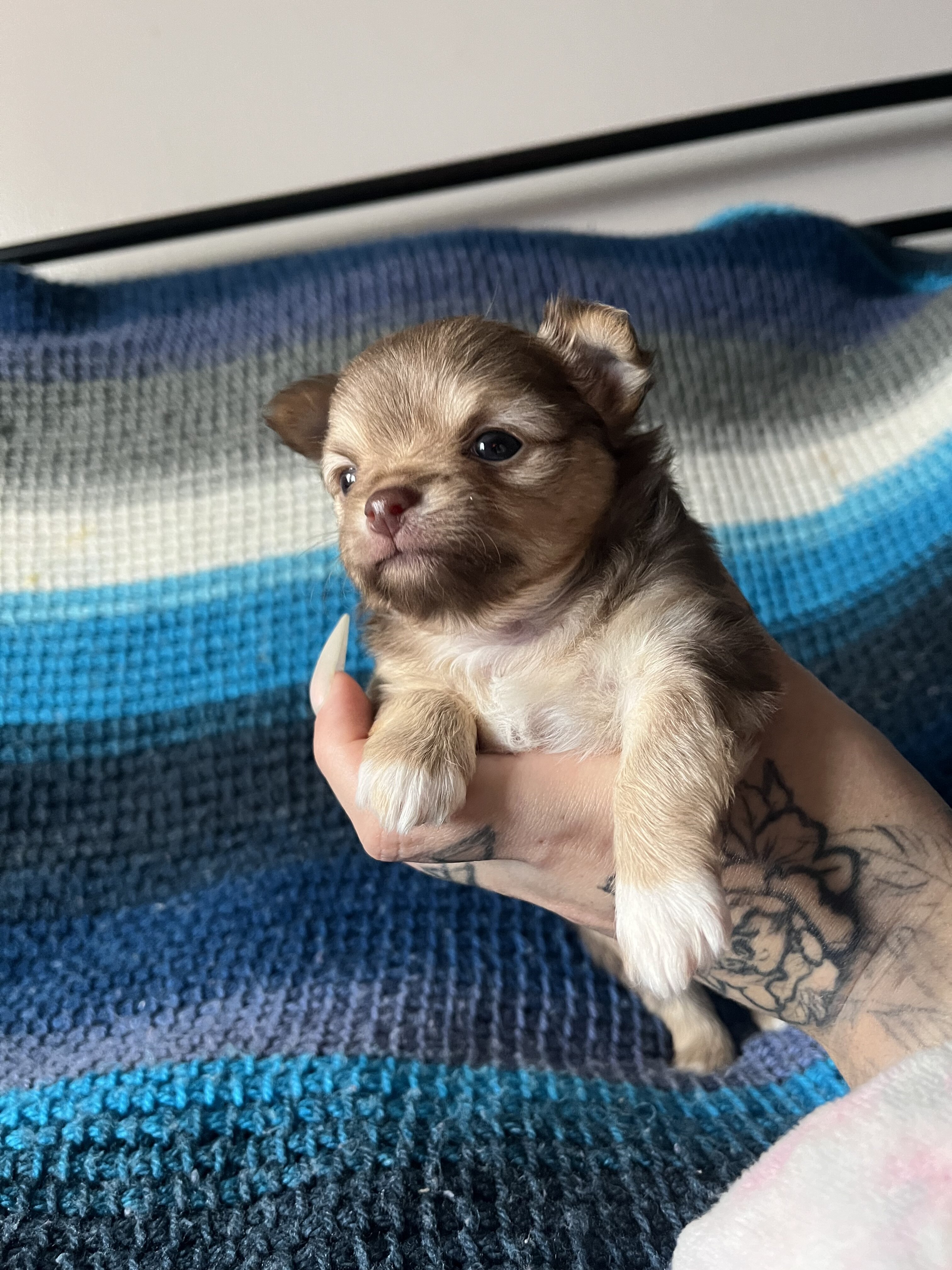 Chihuahua puppies image 3