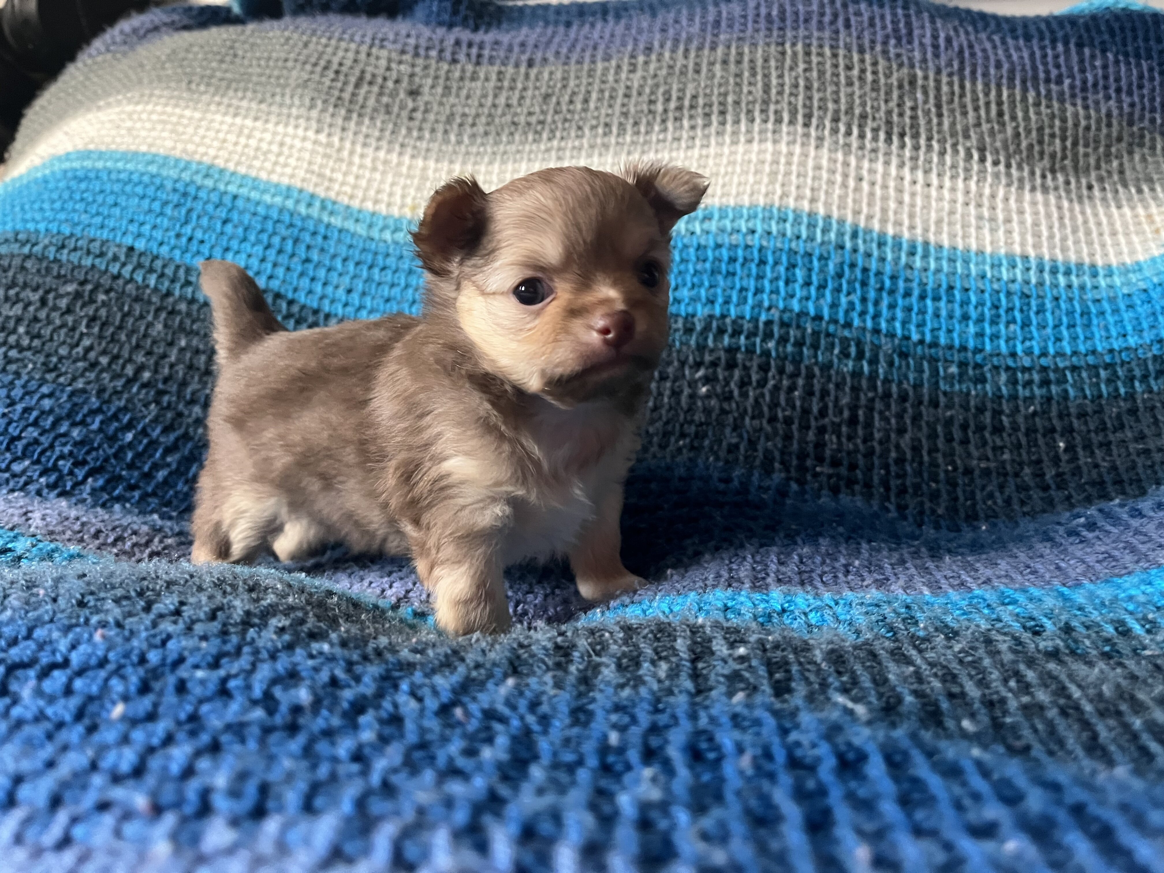 Chihuahua puppies image 2