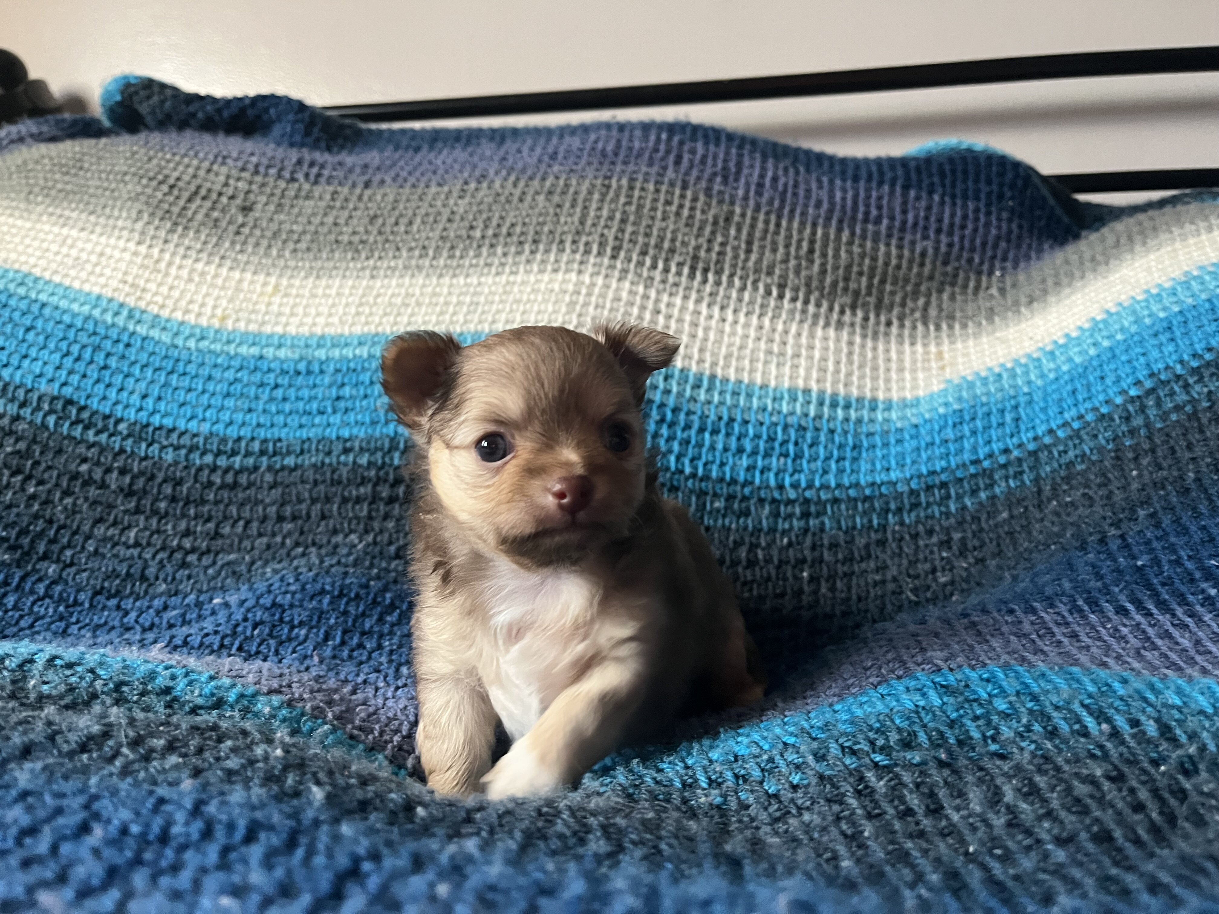 Chihuahua puppies image 1