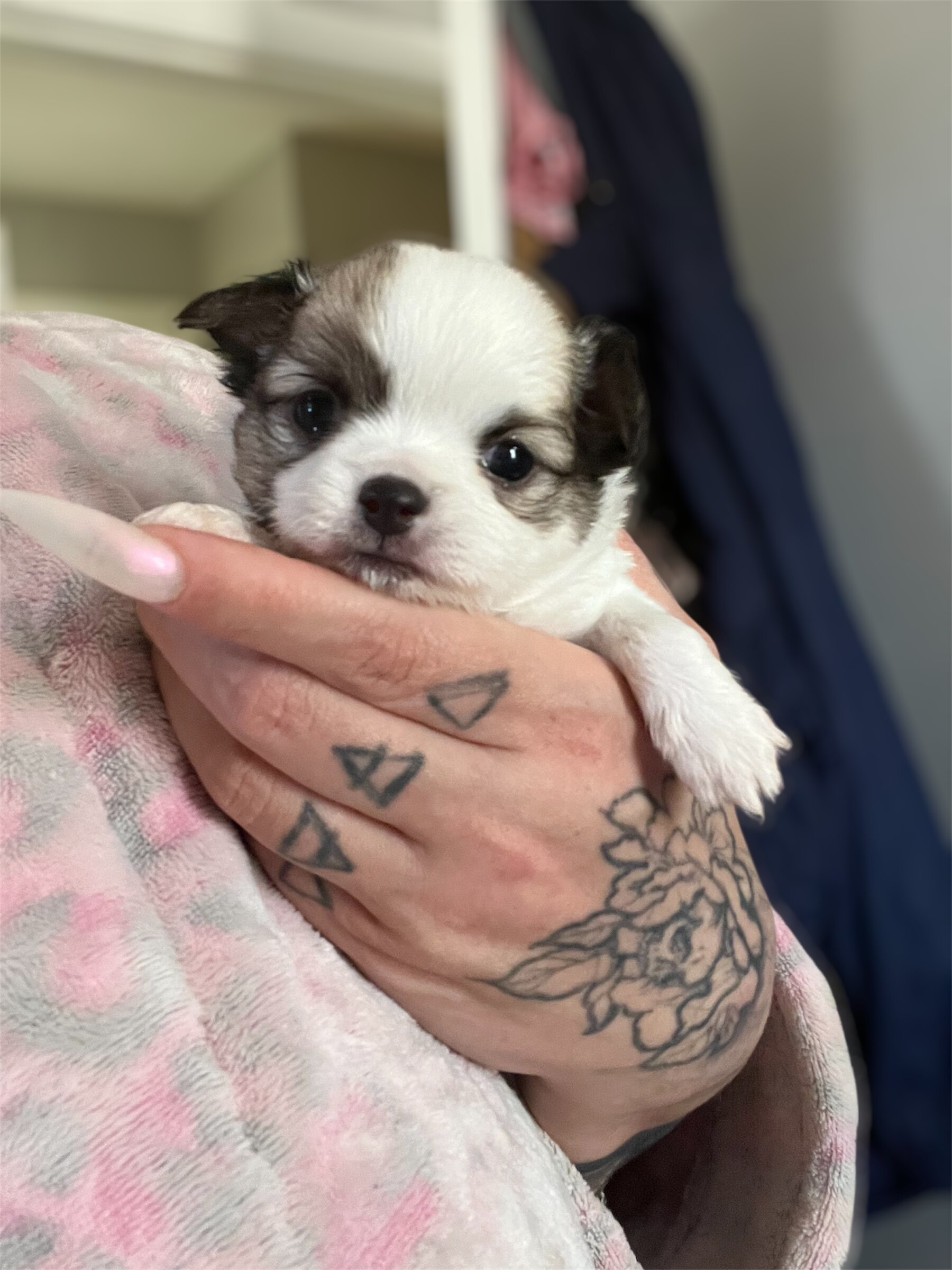 Chihuahua puppies image 4
