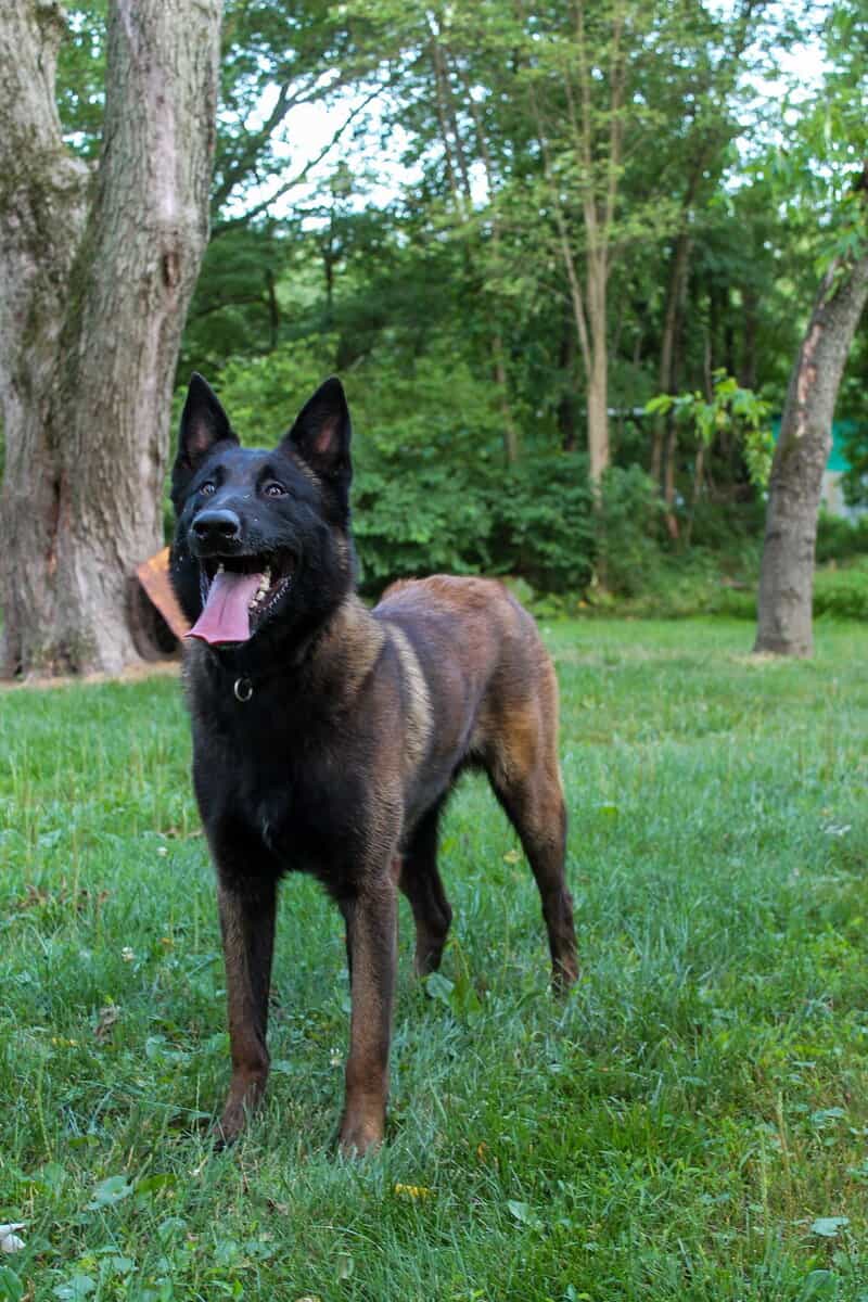 Belgian malanois puppies for sale image 7