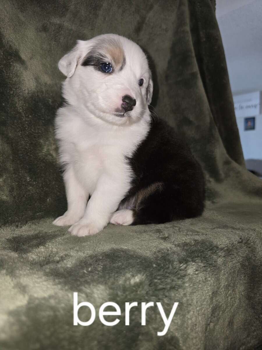 Australian shepherd puppies image 3