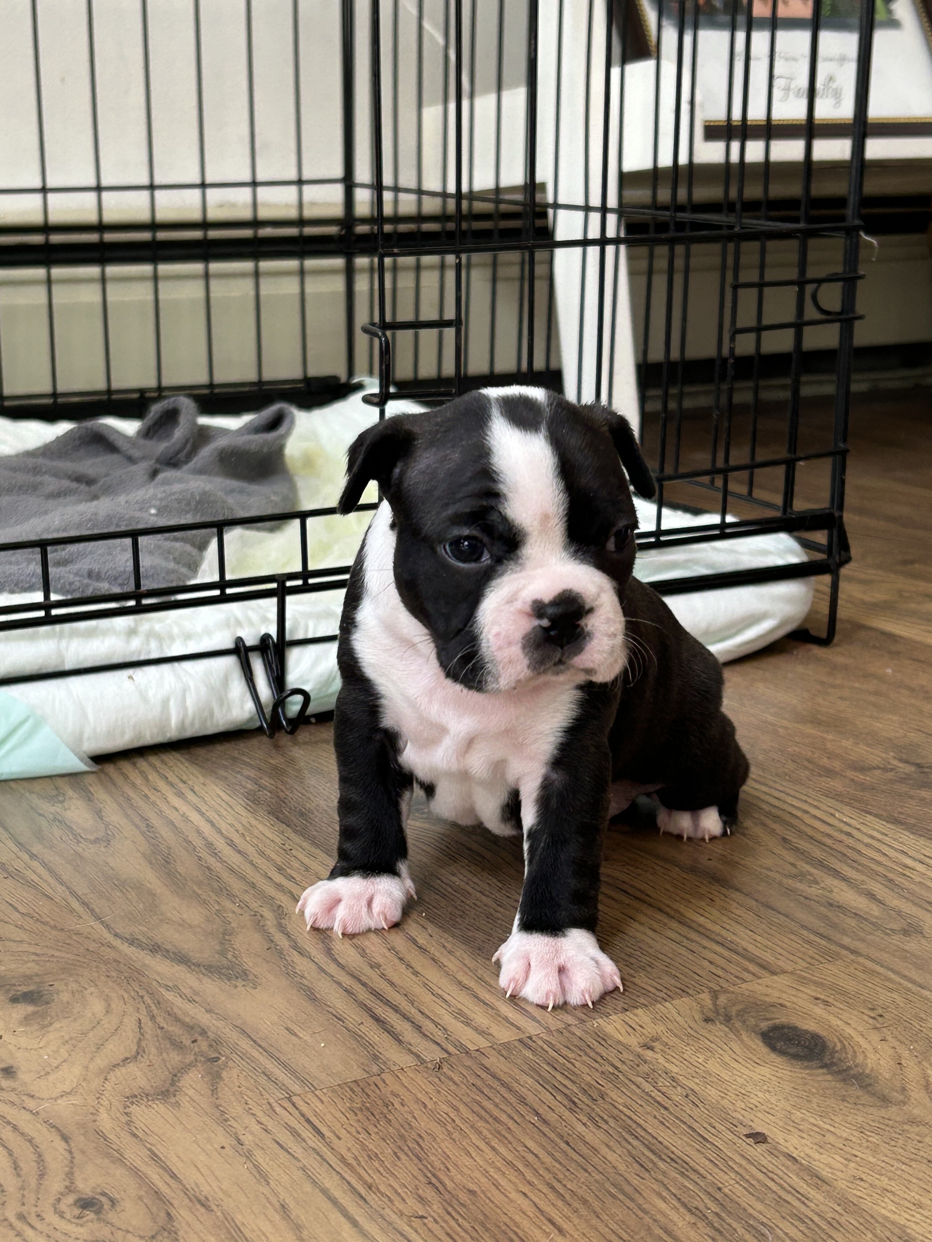 Boston terrier puppies image 5