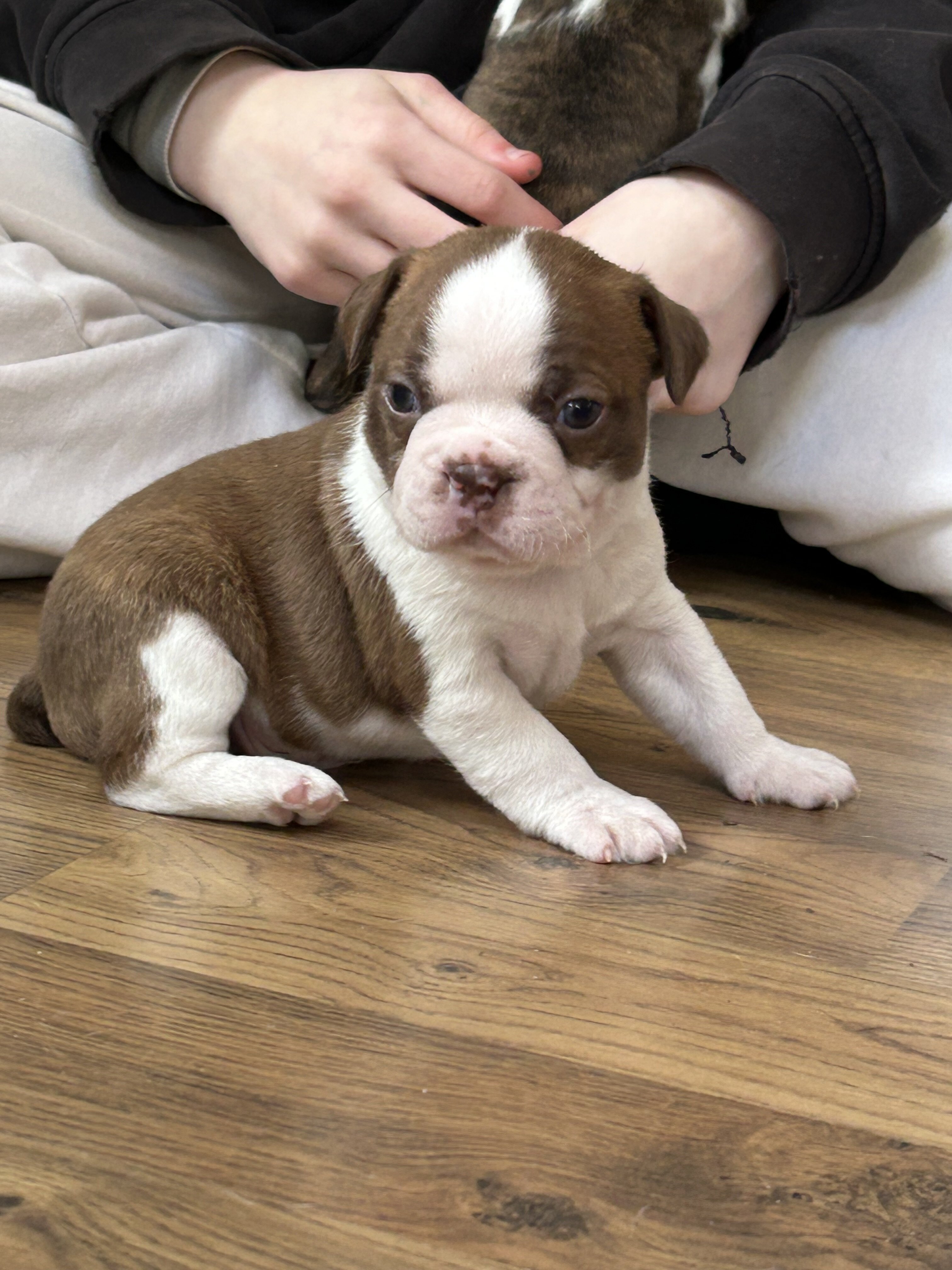 Boston terrier puppies image 4