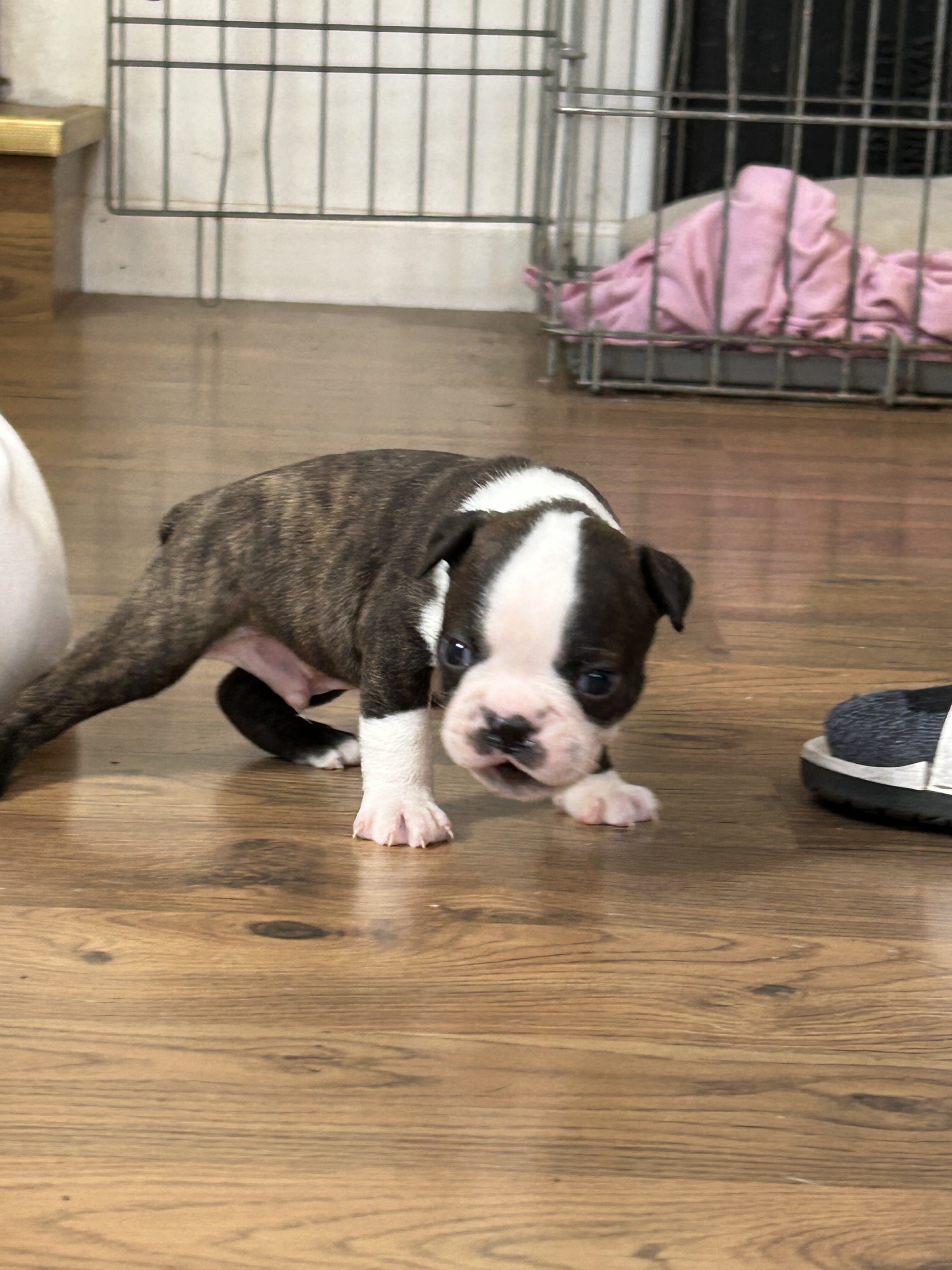 Boston terrier puppies image 3