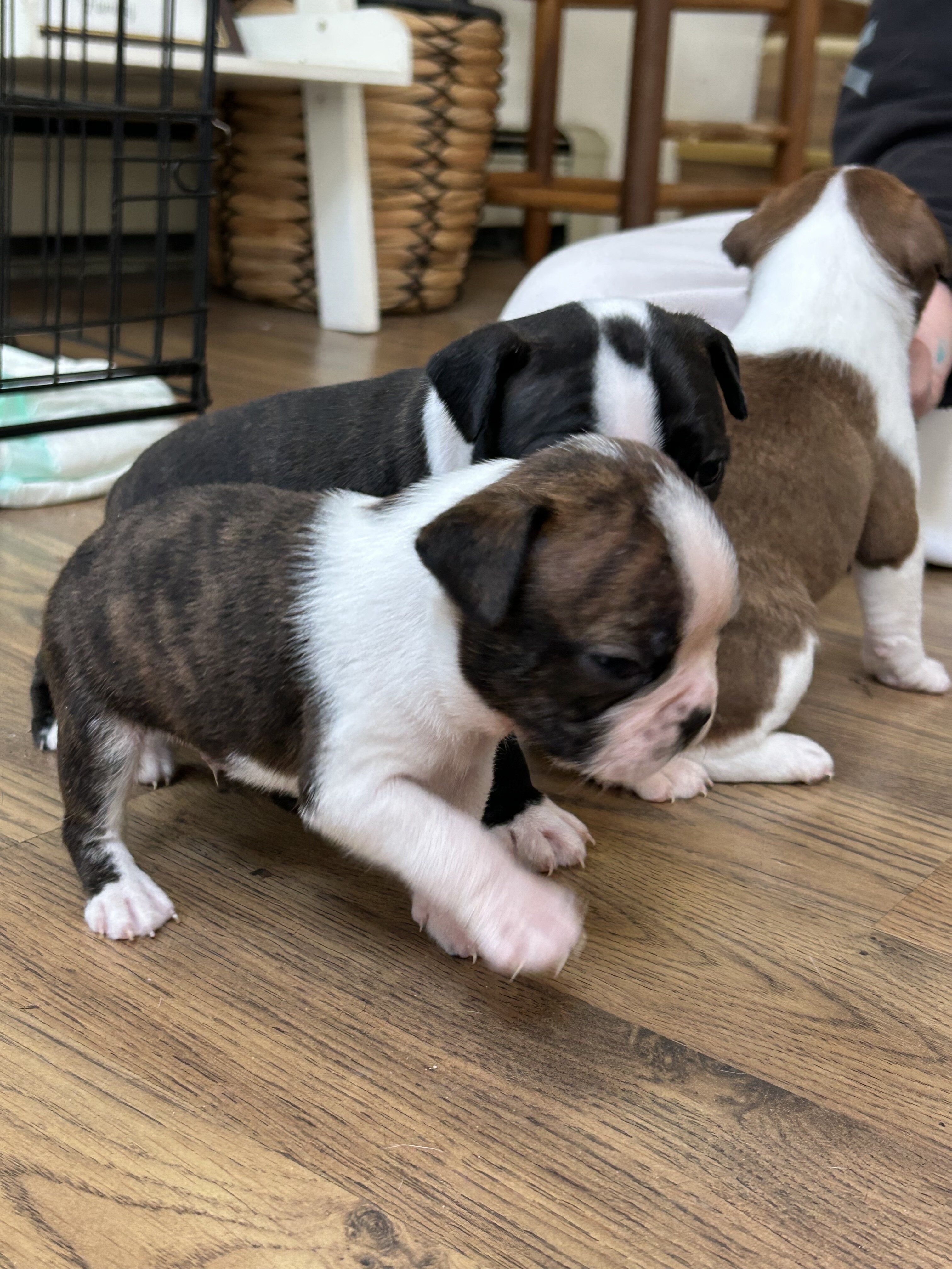 Boston terrier puppies image 1