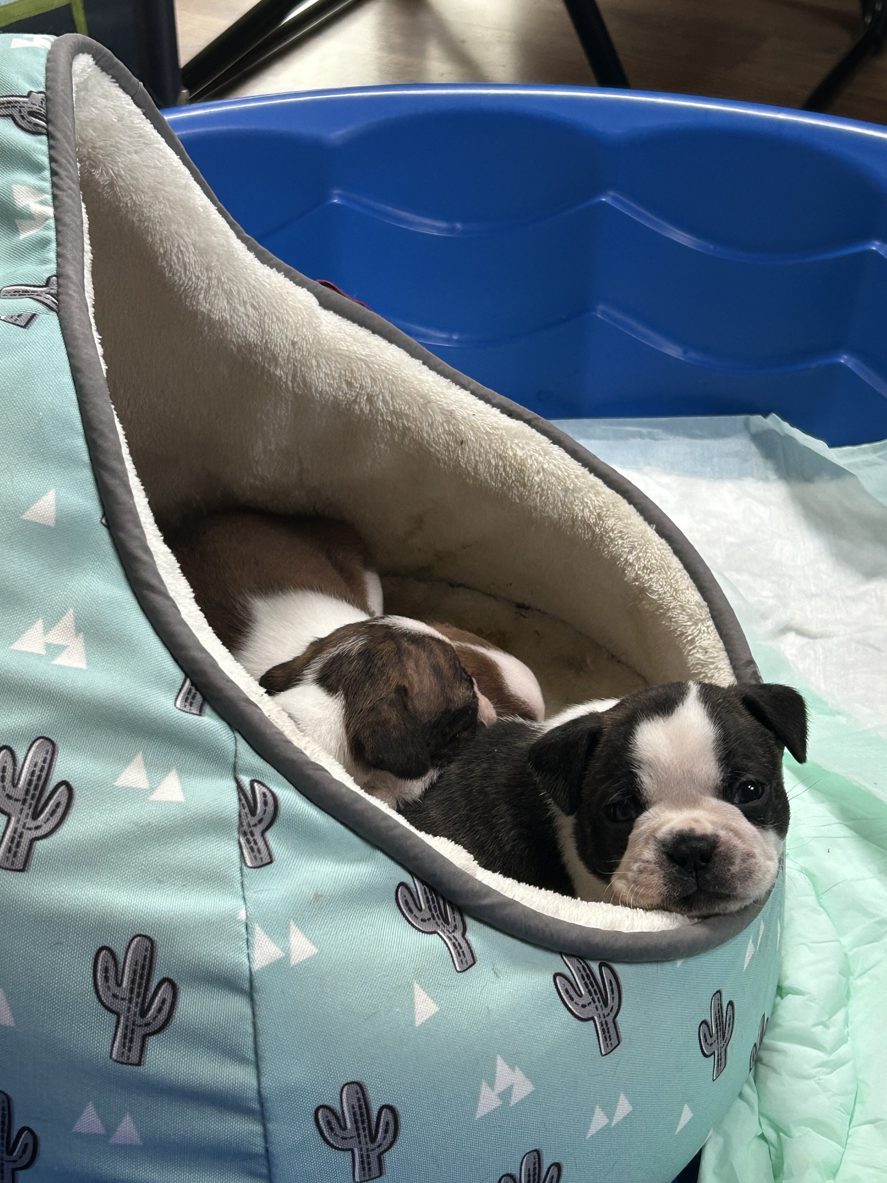 Boston terrier puppies image 6
