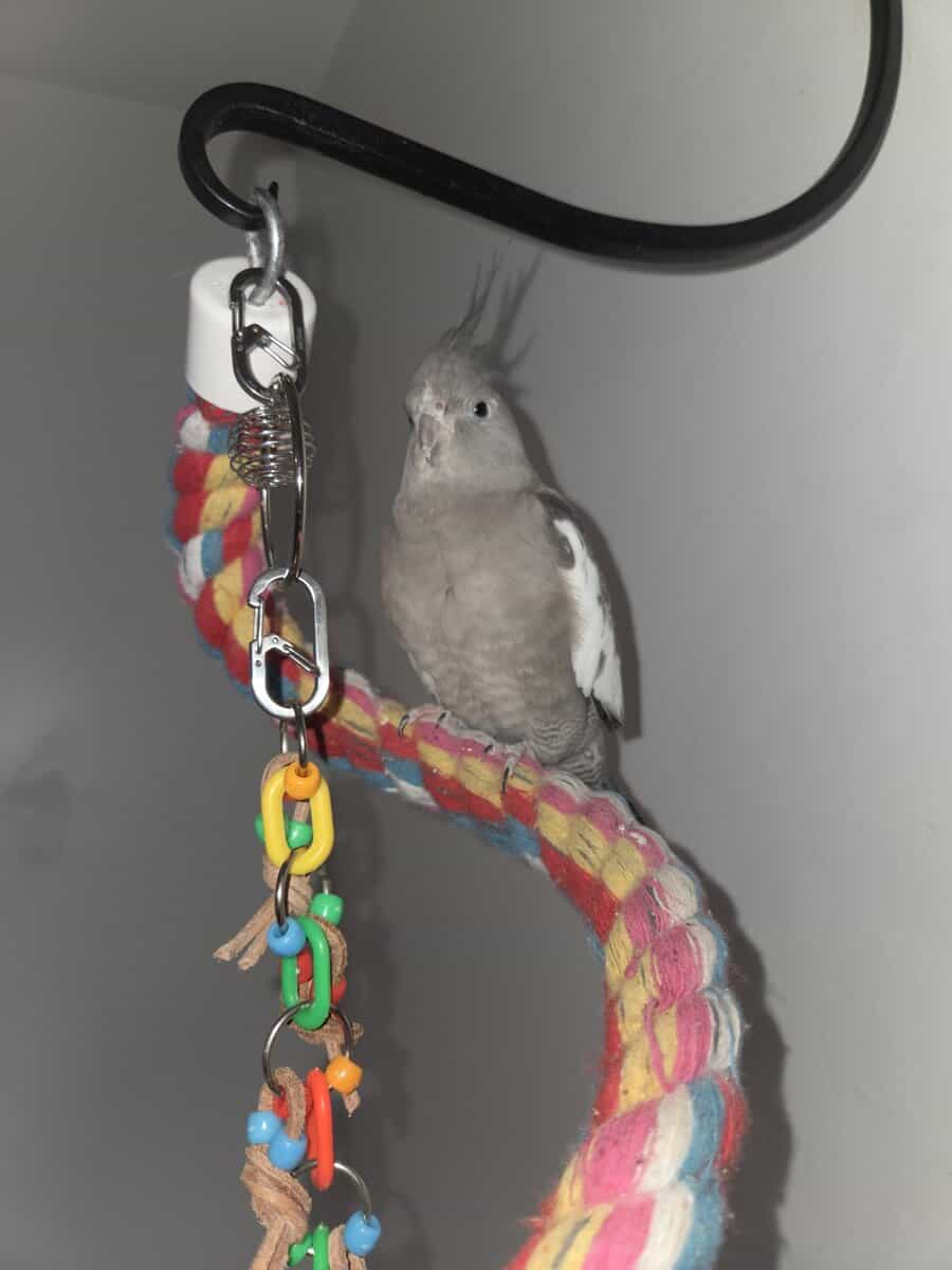 White Face Cocktiel image 2