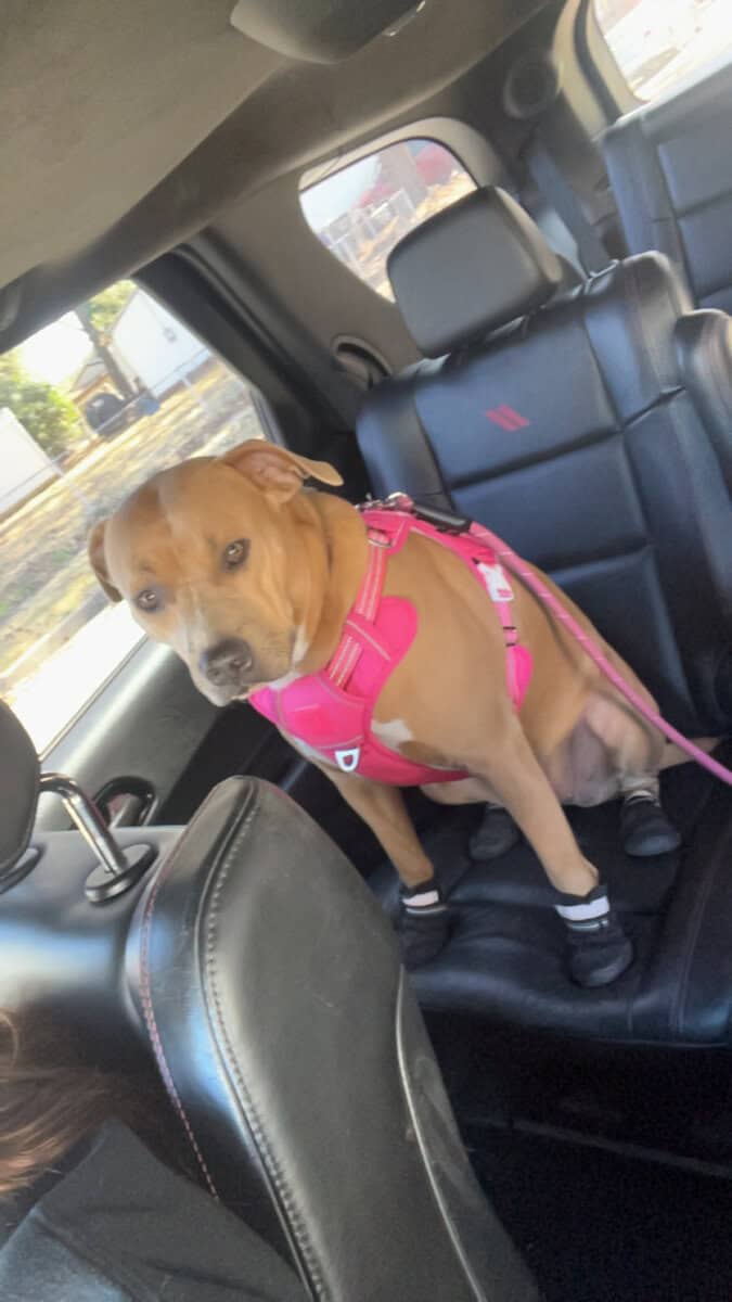 Sly cooper is looking for her forever home image 6
