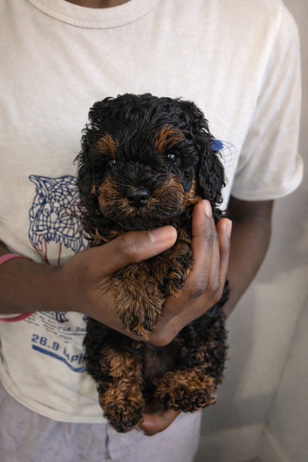 AKC Toy Poodles Puppies image 6