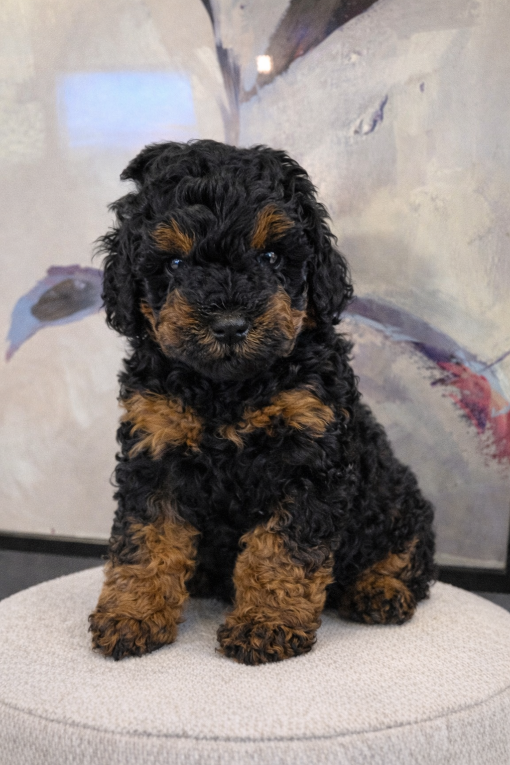 AKC Toy Poodles Puppies image 8