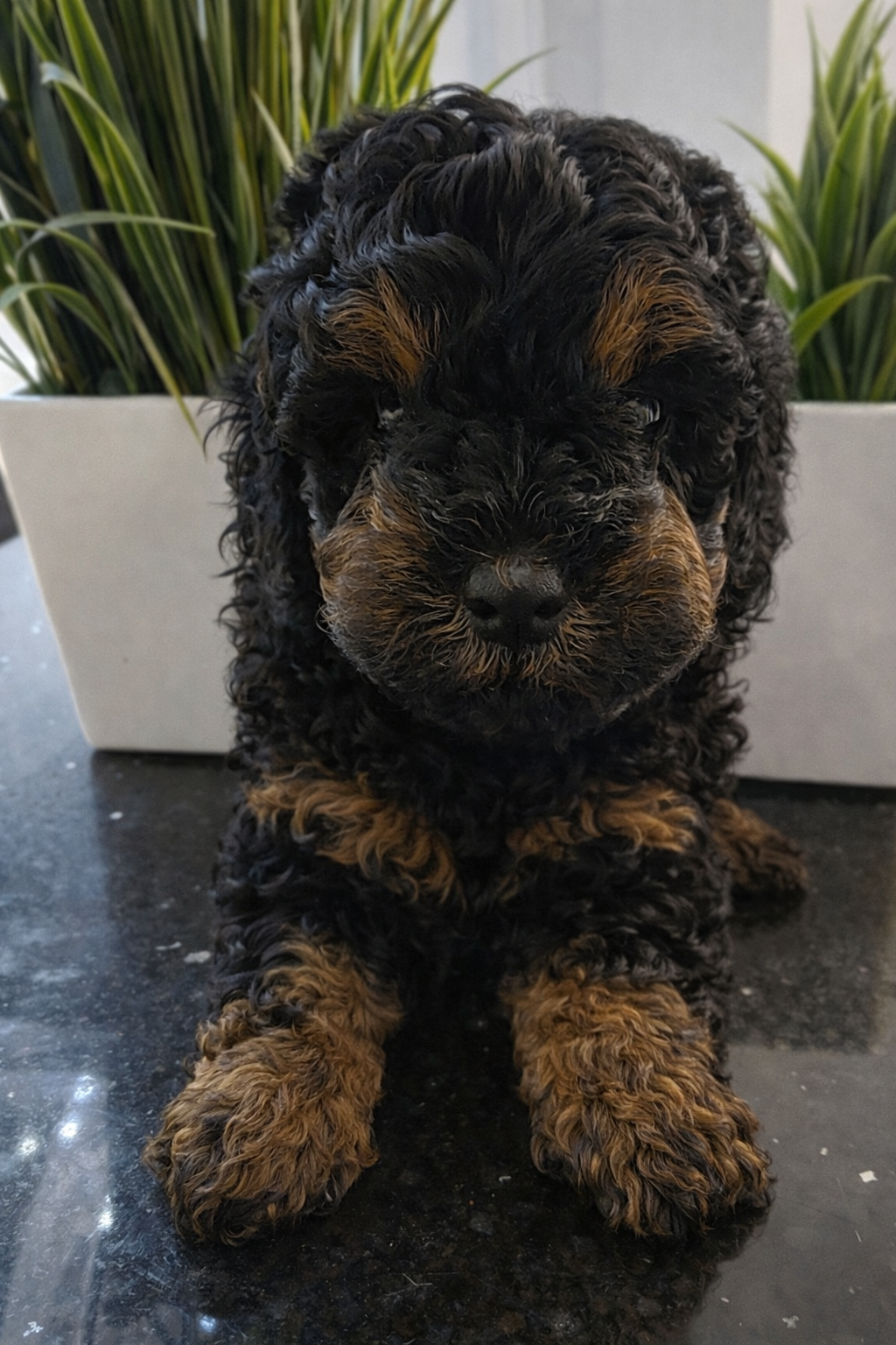 AKC Toy Poodles Puppies image 9