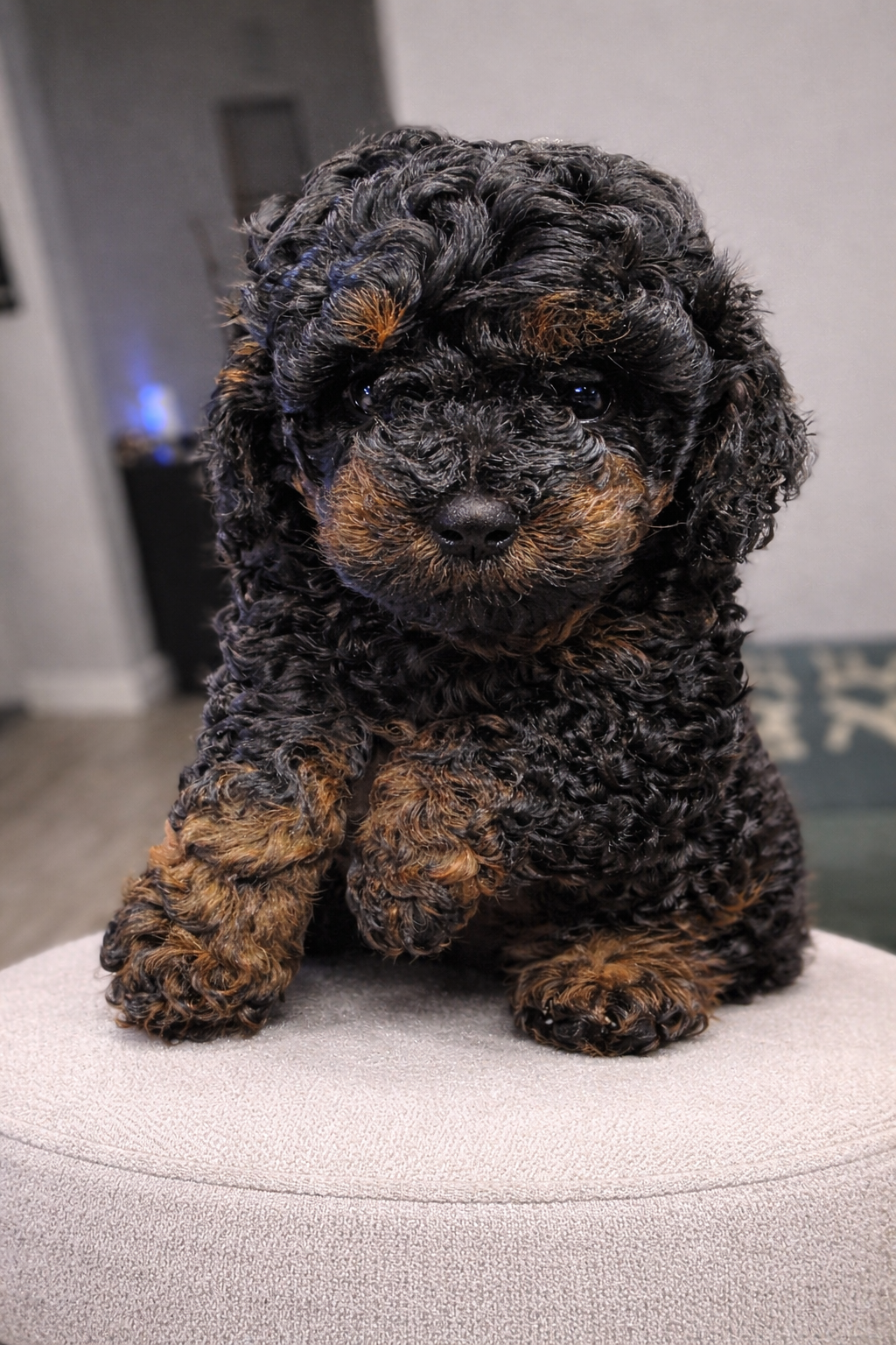 AKC Toy Poodles Puppies image 7