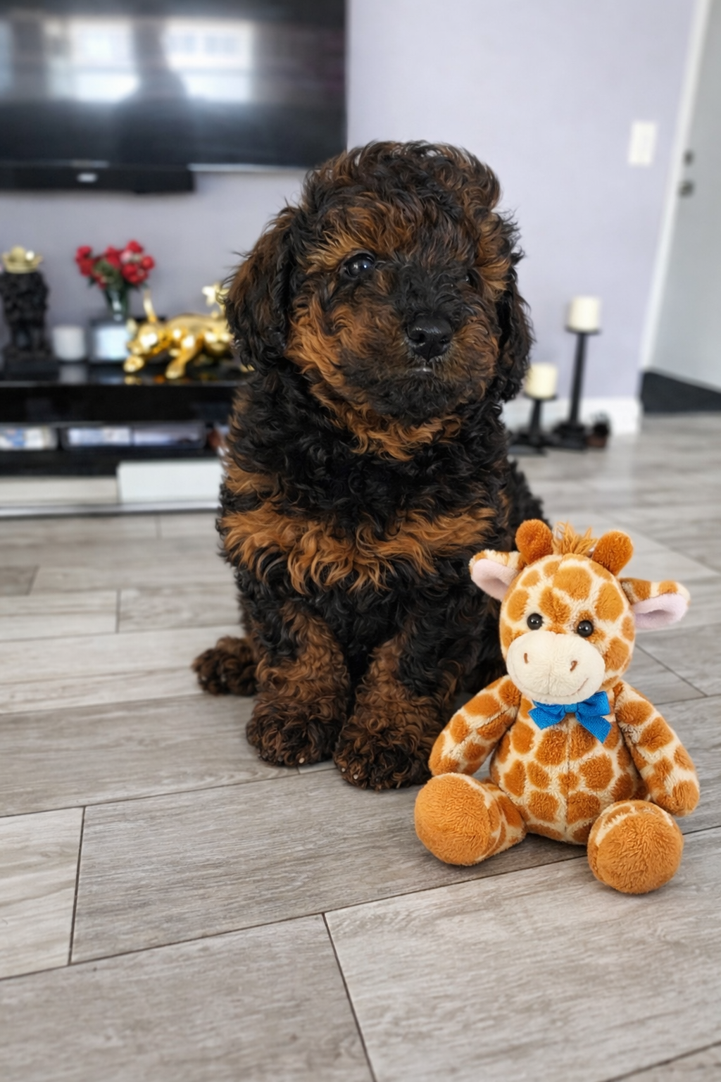 AKC Toy Poodles Puppies image 10