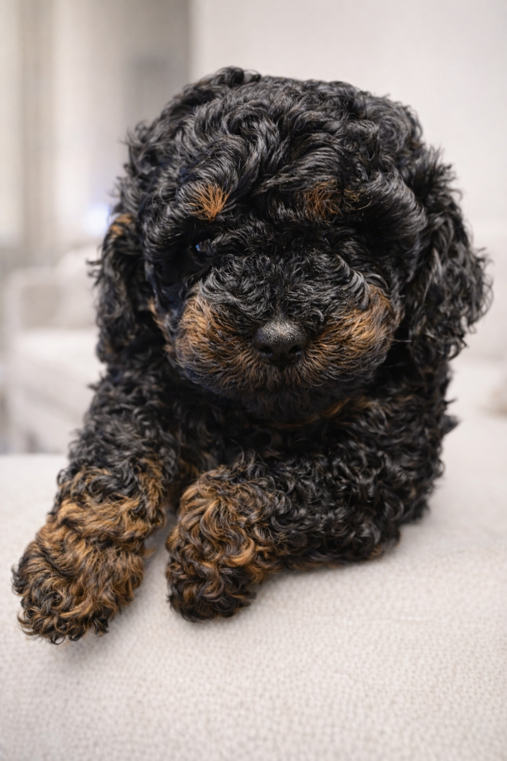 AKC Toy Poodles Puppies image 4