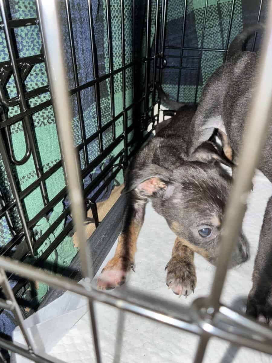 Bluenose Pit Puppies image 6