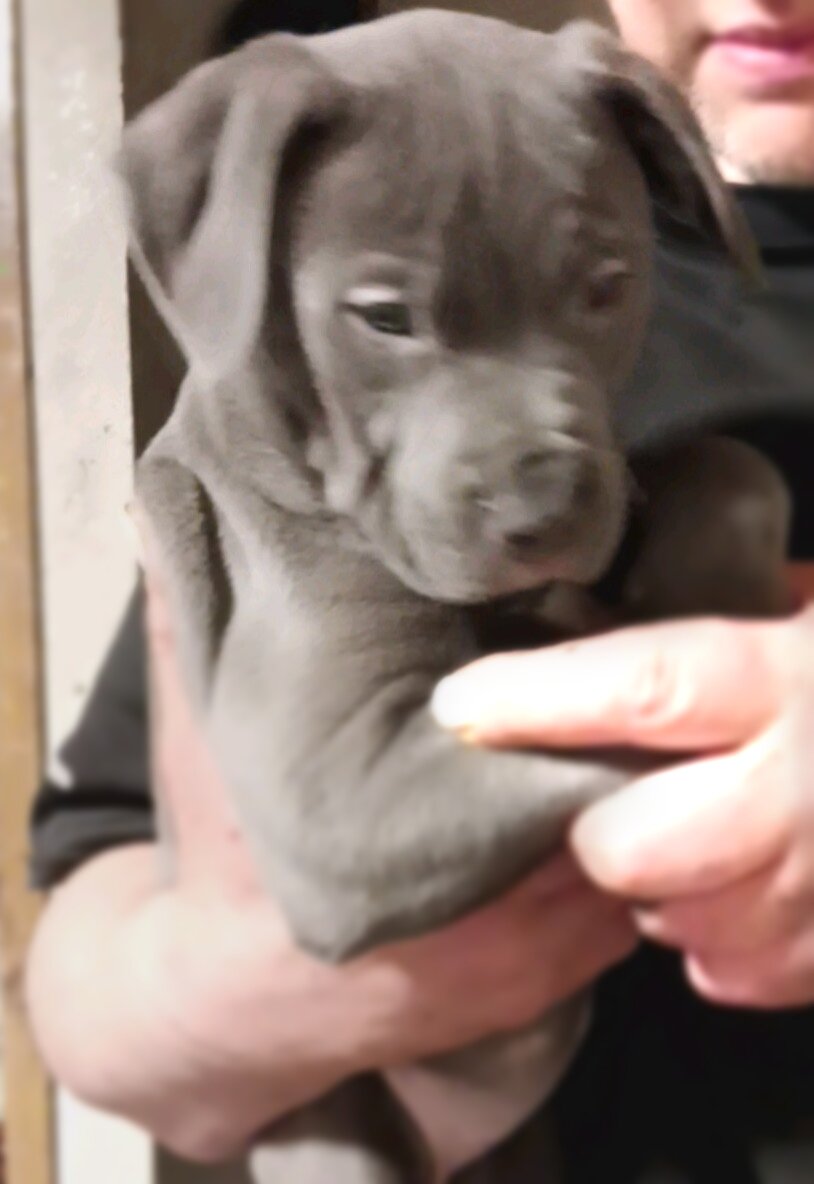 🐾 Gorgeous Blue Nose Puppies! image 2