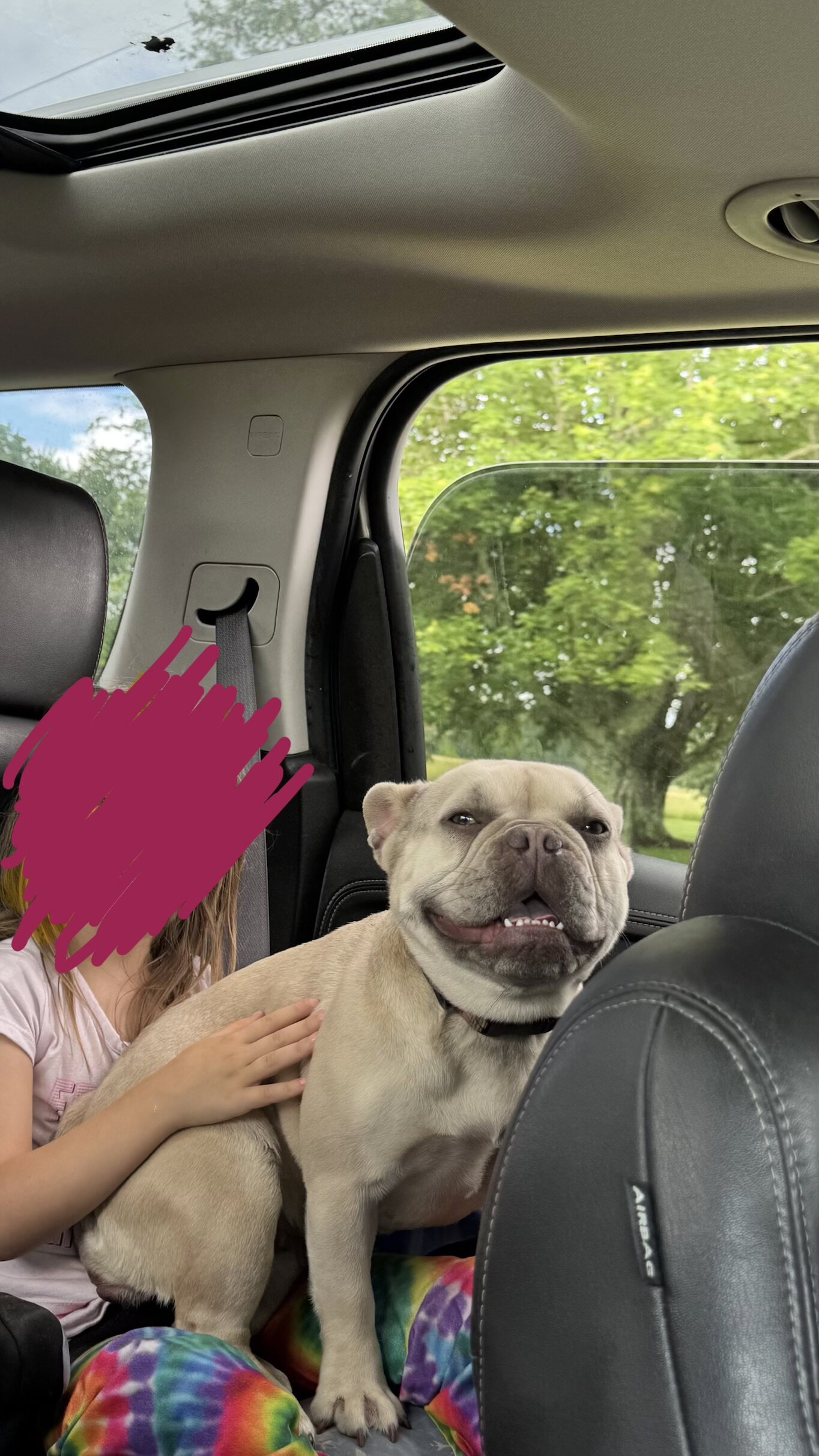 Akc Frenchie girl image 9