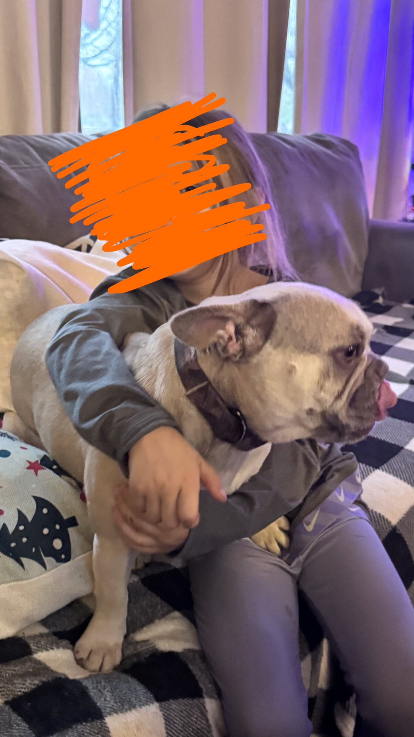Akc Frenchie girl image 8