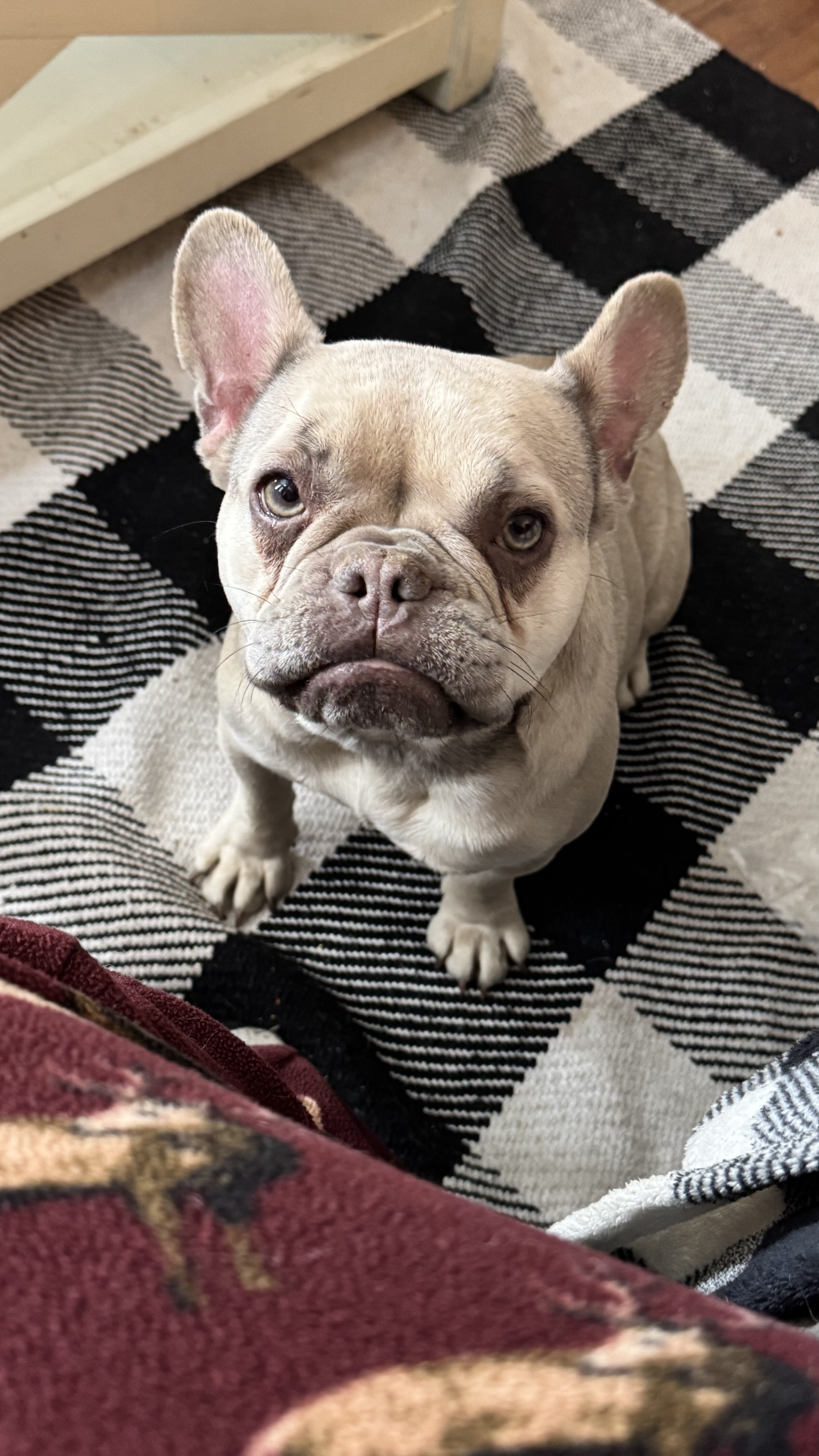 Akc Frenchie girl image 7
