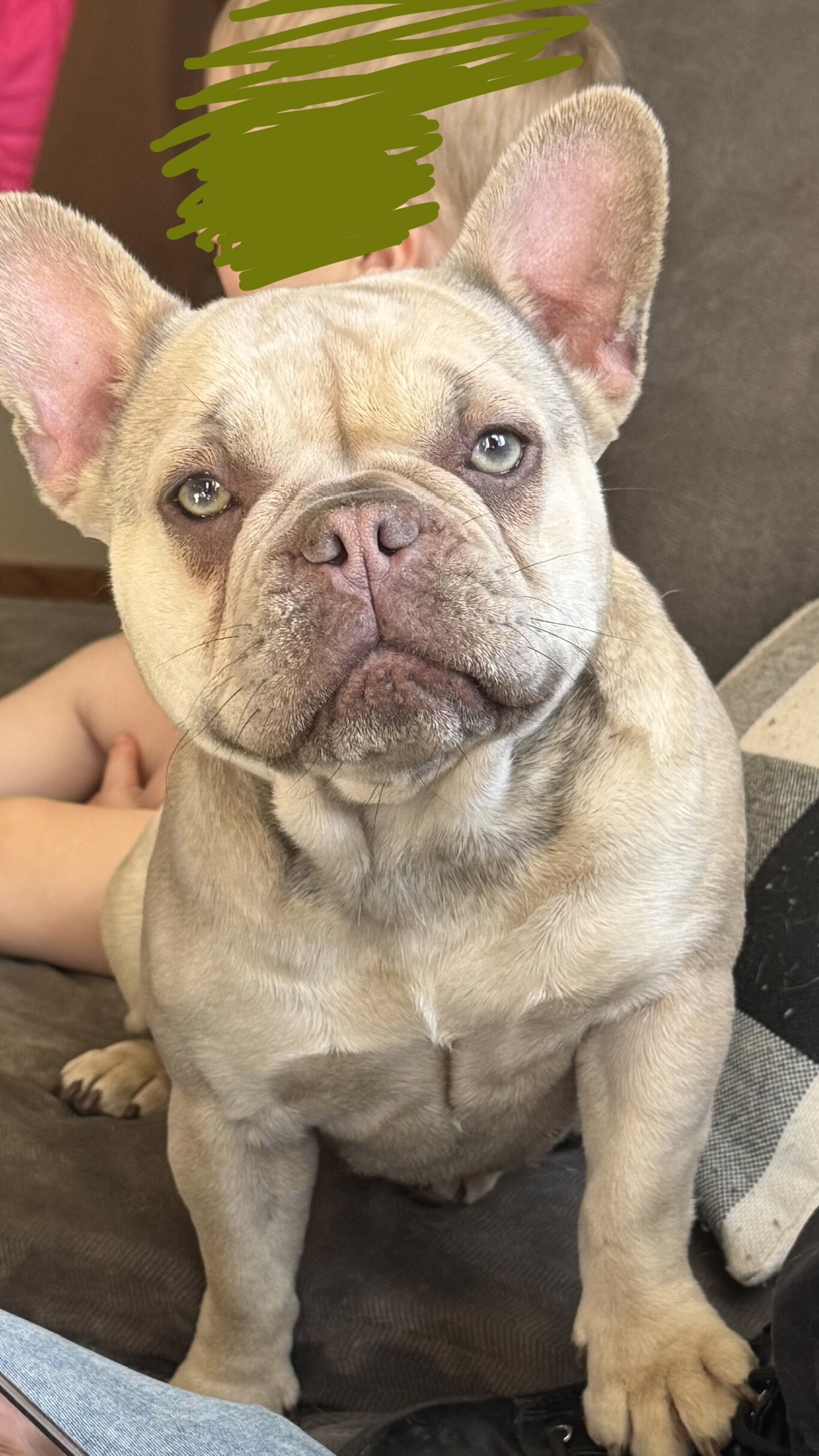 Akc Frenchie girl image 6