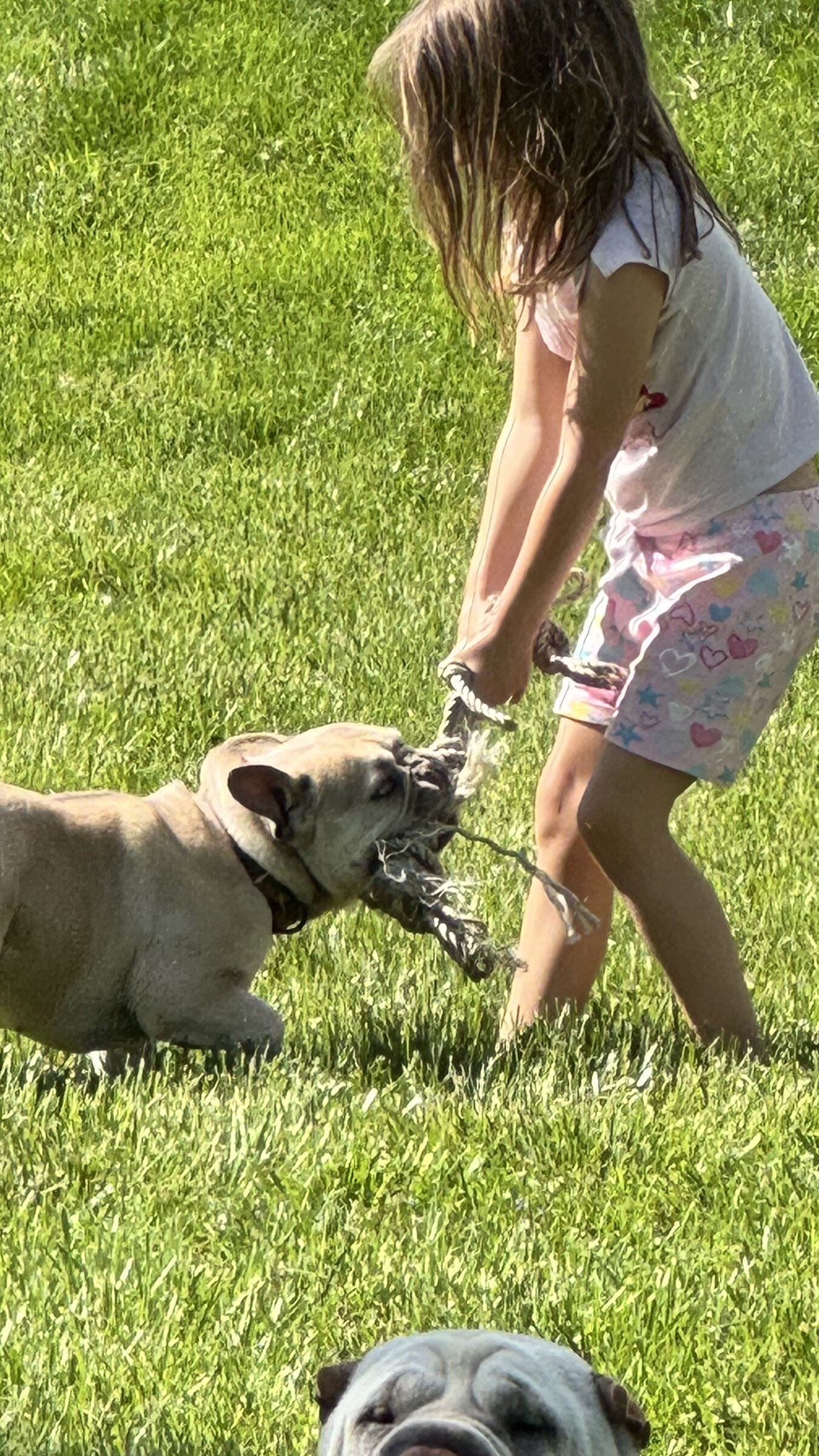Akc Frenchie girl image 10